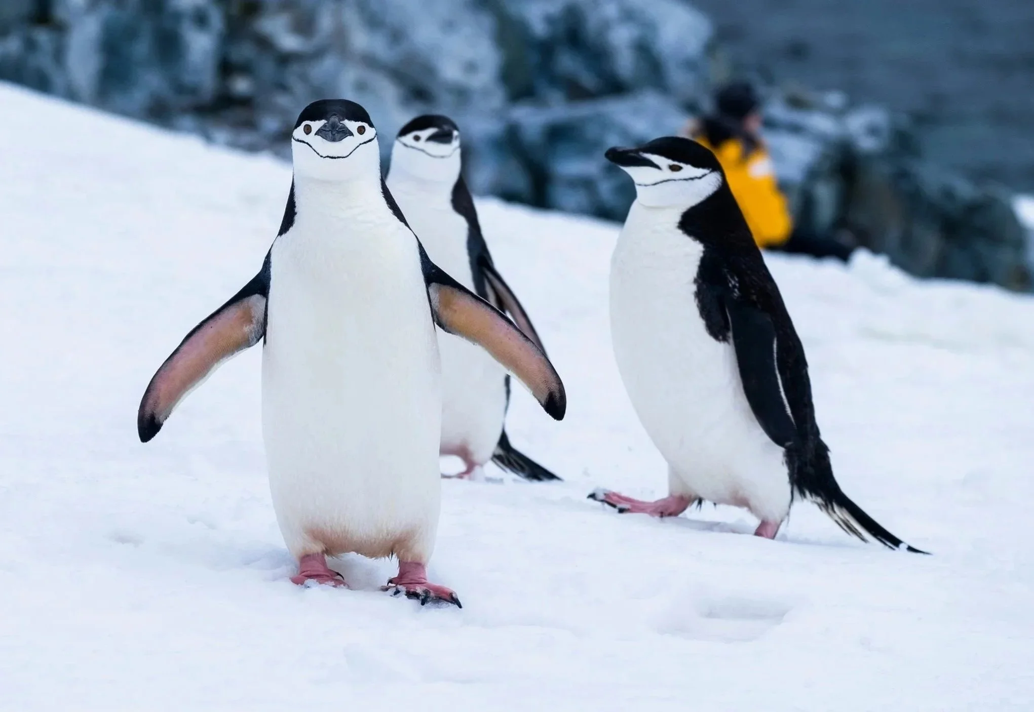 Four penguins standing on snow with a person in yellow jacket in the background.
