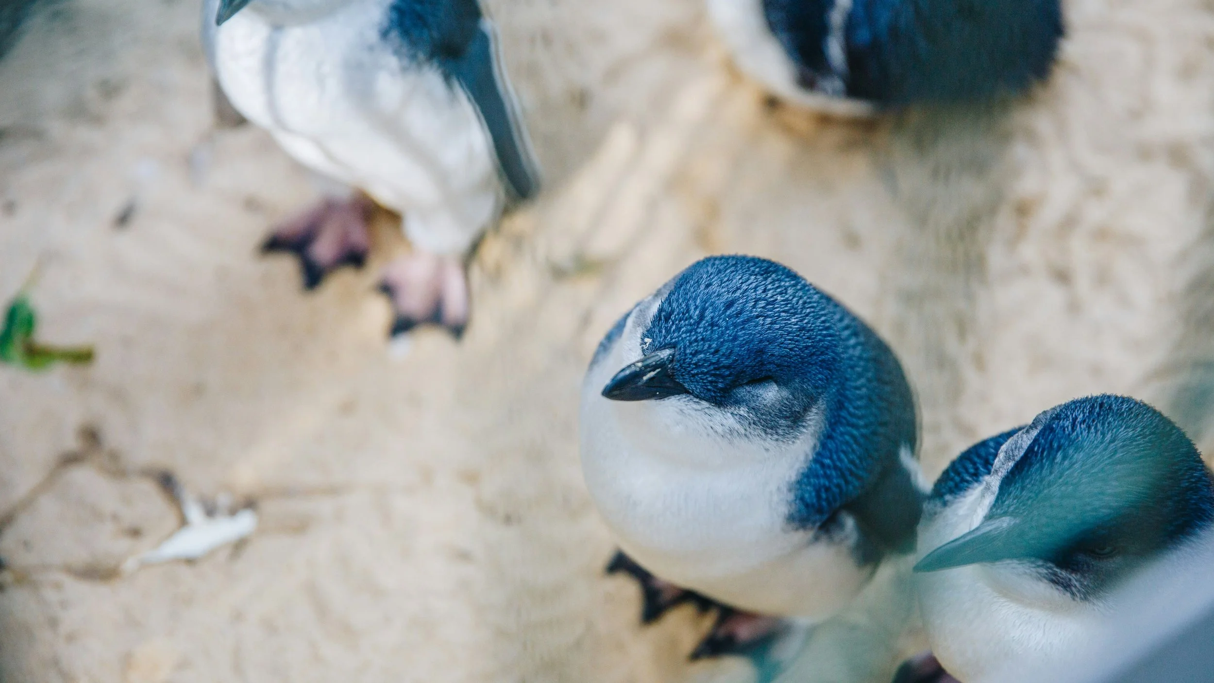 Close-up of several penguins standing on sandy ground, with black heads and white bodies, some with blue markings on their heads.