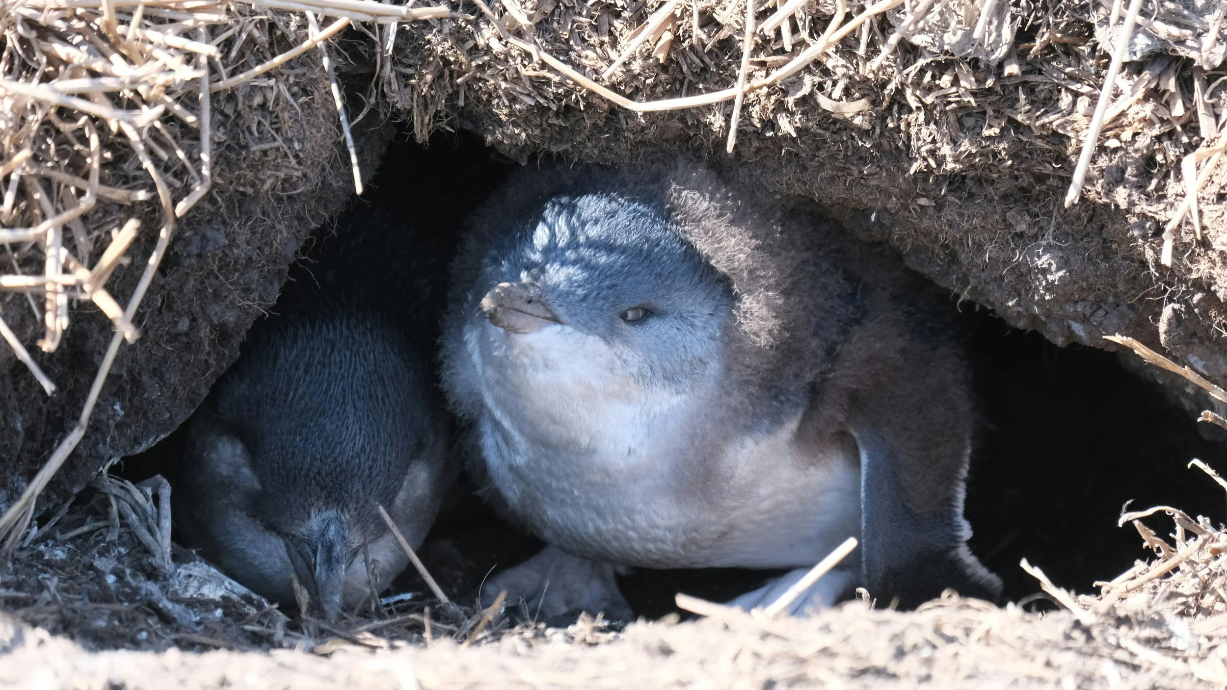 A young penguin chick with gray down feathers and light-colored beak sitting inside a nest made of dirt and dry grass, partially obscured by the surrounding nest materials.