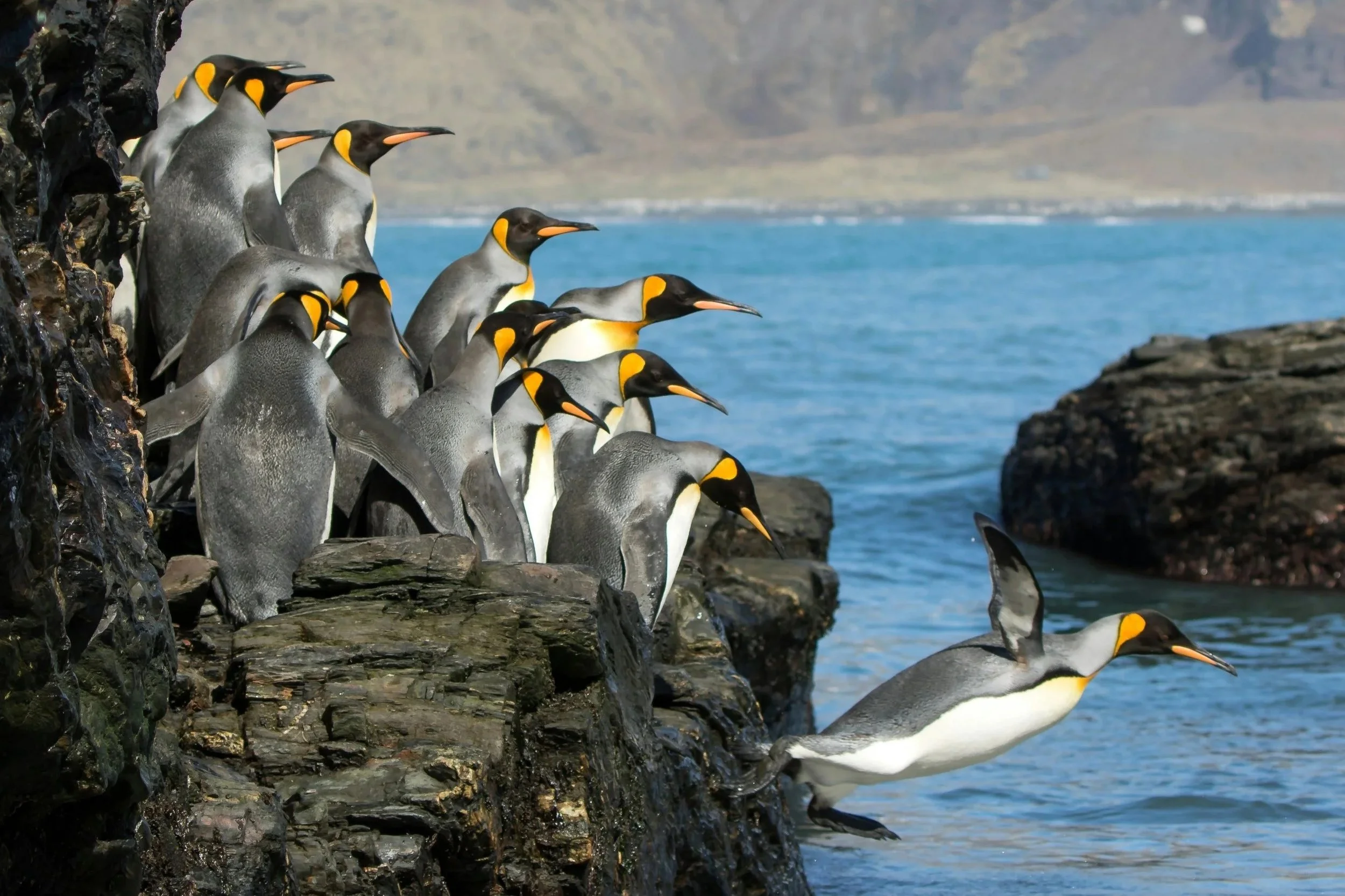 A group of penguins on rocky shoreline by the ocean, with some penguins standing on rocks and others swimming in the water.