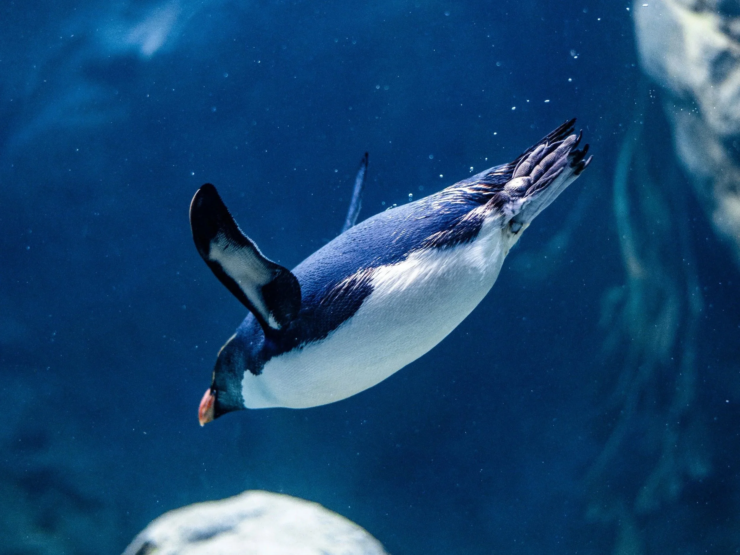 A penguin swimming underwater with water bubbles around, showing its back and flippers.