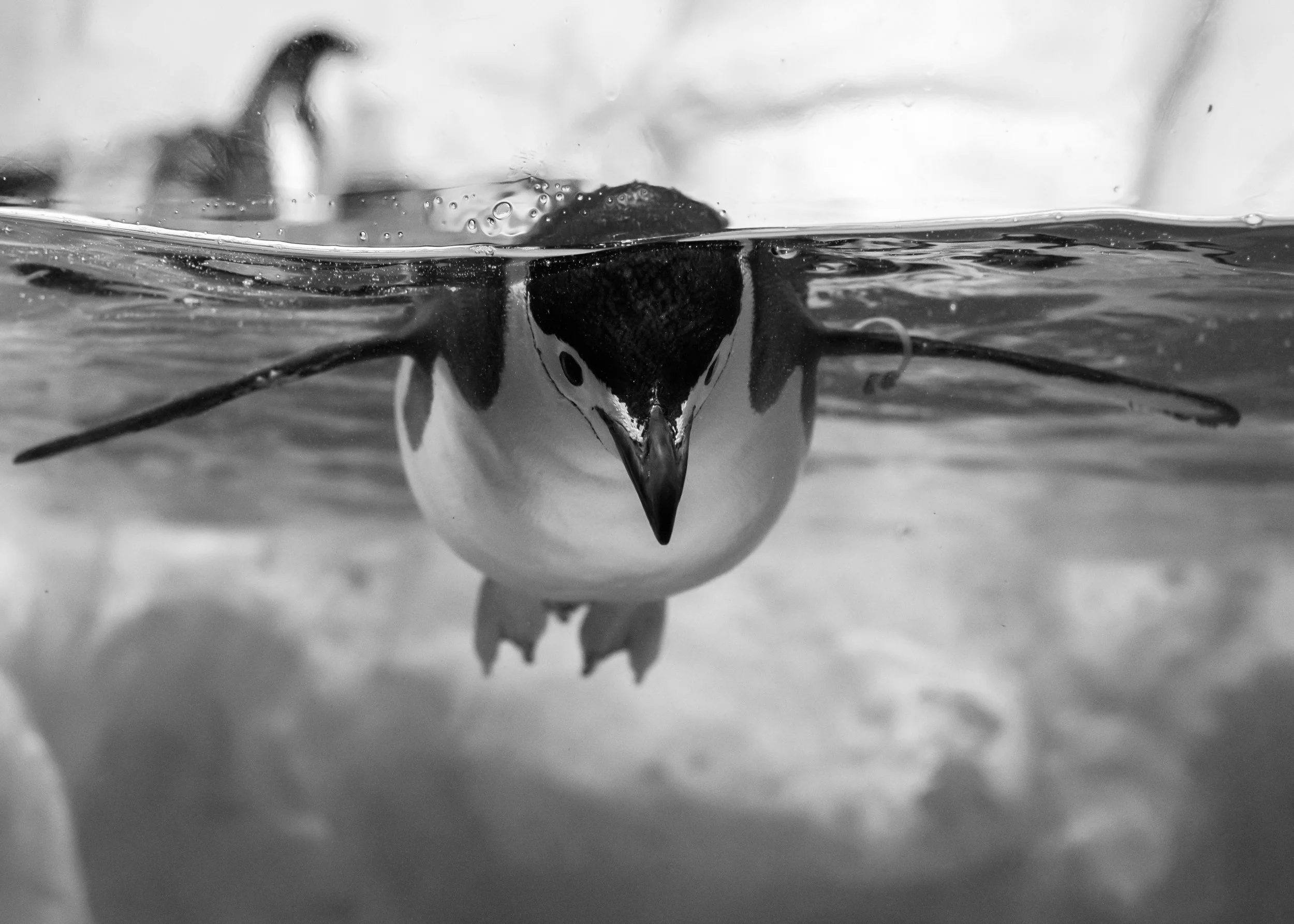 A penguin swimming underwater, viewed from beneath the water surface, in black and white.
