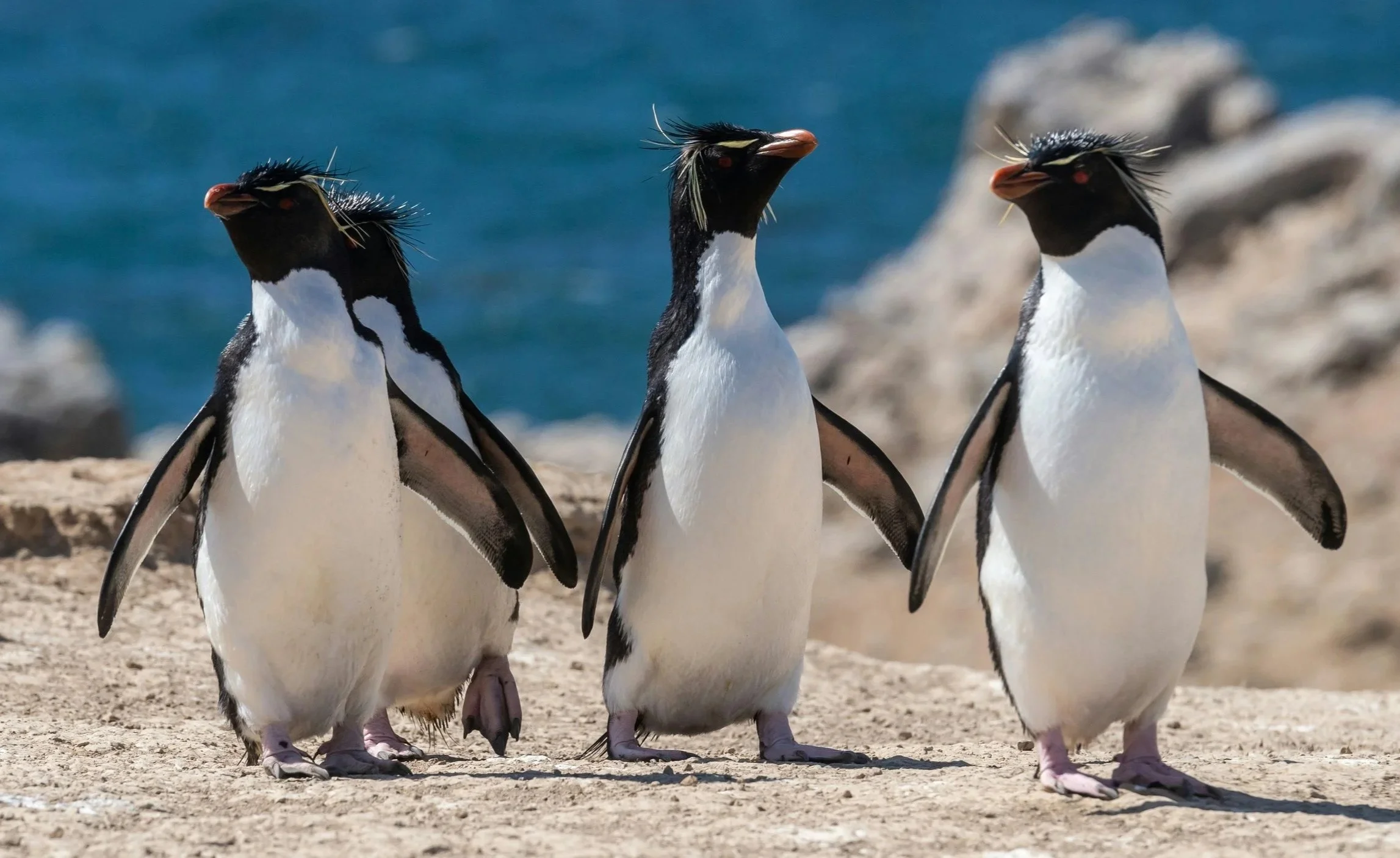 Three rockhopper penguins standing on a sandy surface near the ocean, with rocks in the background.