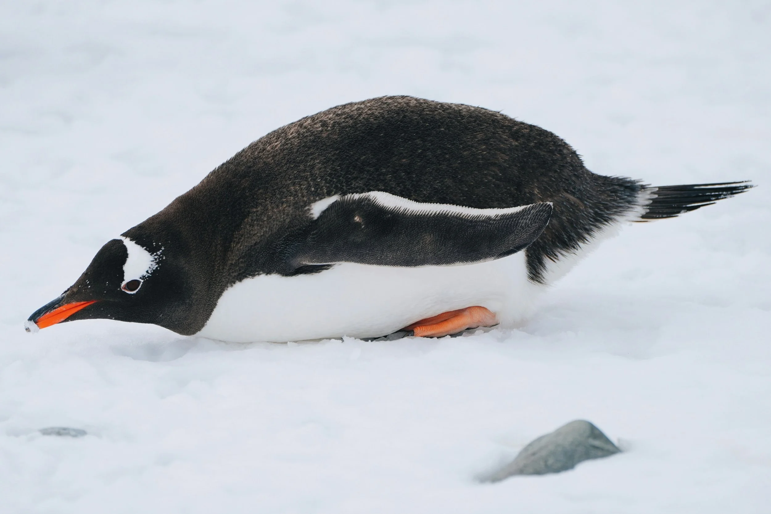 A penguin standing on snow with a small rock nearby.