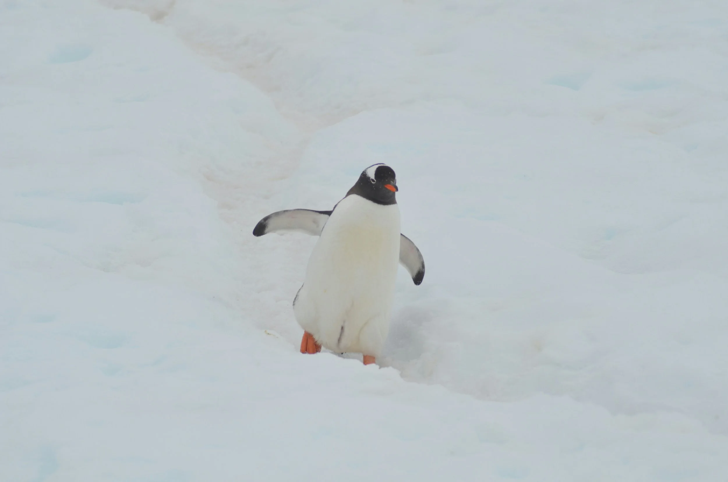 A penguin walking on snow-covered ground with a snowy landscape in the background.