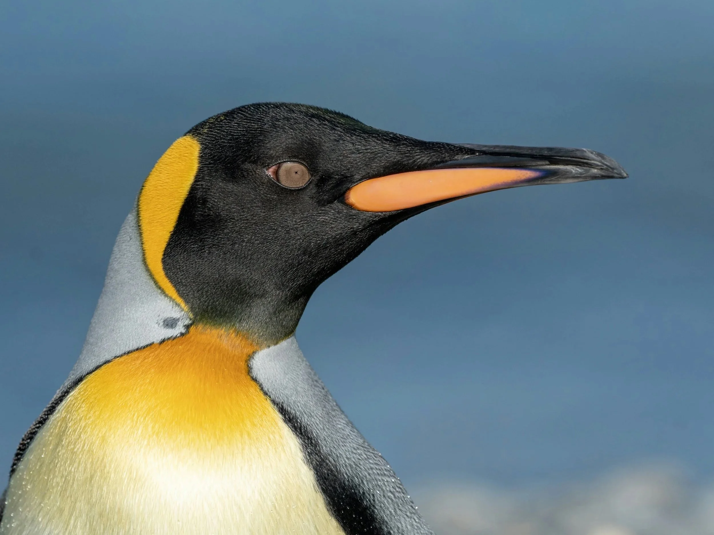 Close-up of a penguin's head and upper body, showing black and white feathers with yellow markings on the neck, against a blue sky background.