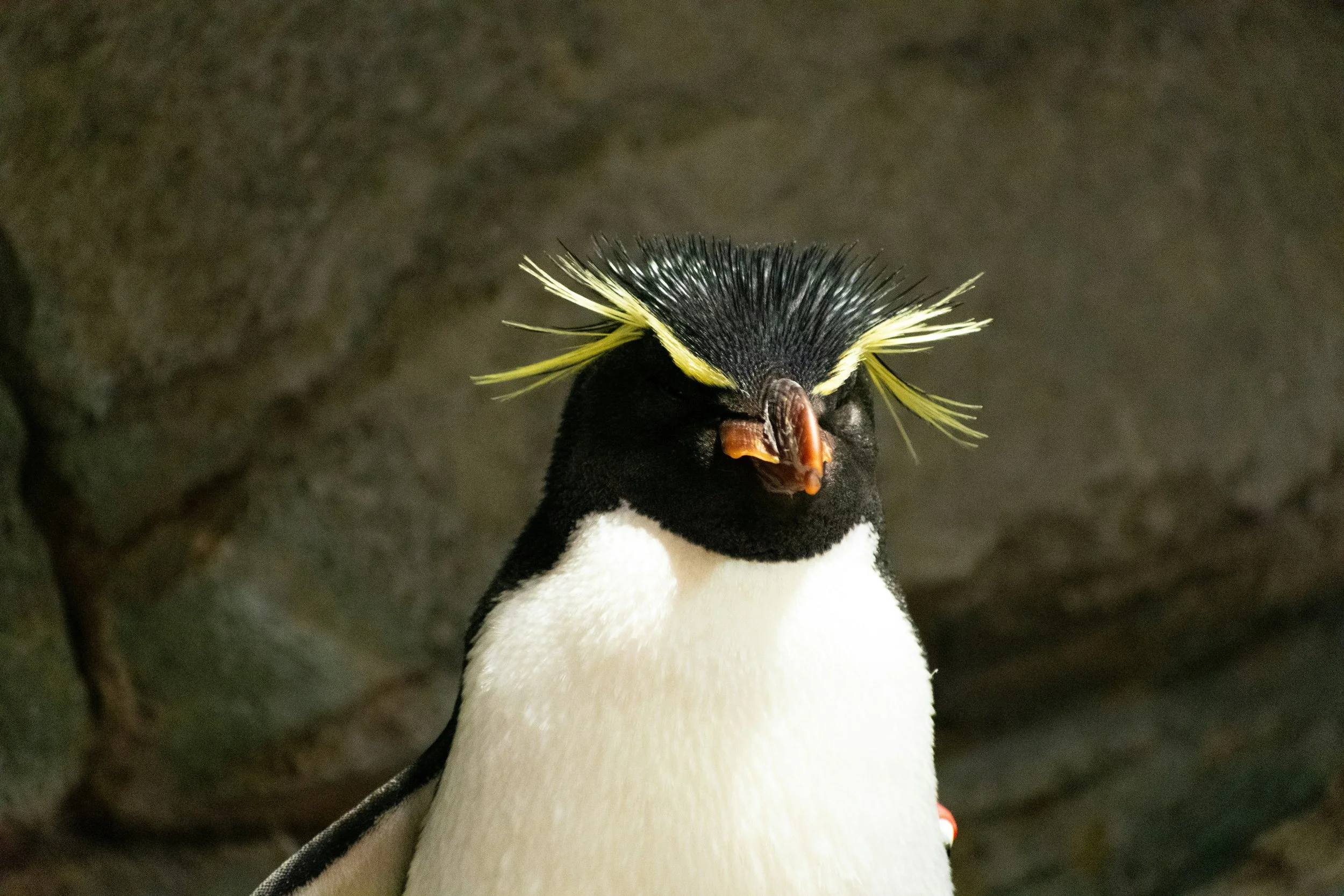 A penguin with a distinctive crest of yellow feathers on its head, standing against a dark, rocky background.