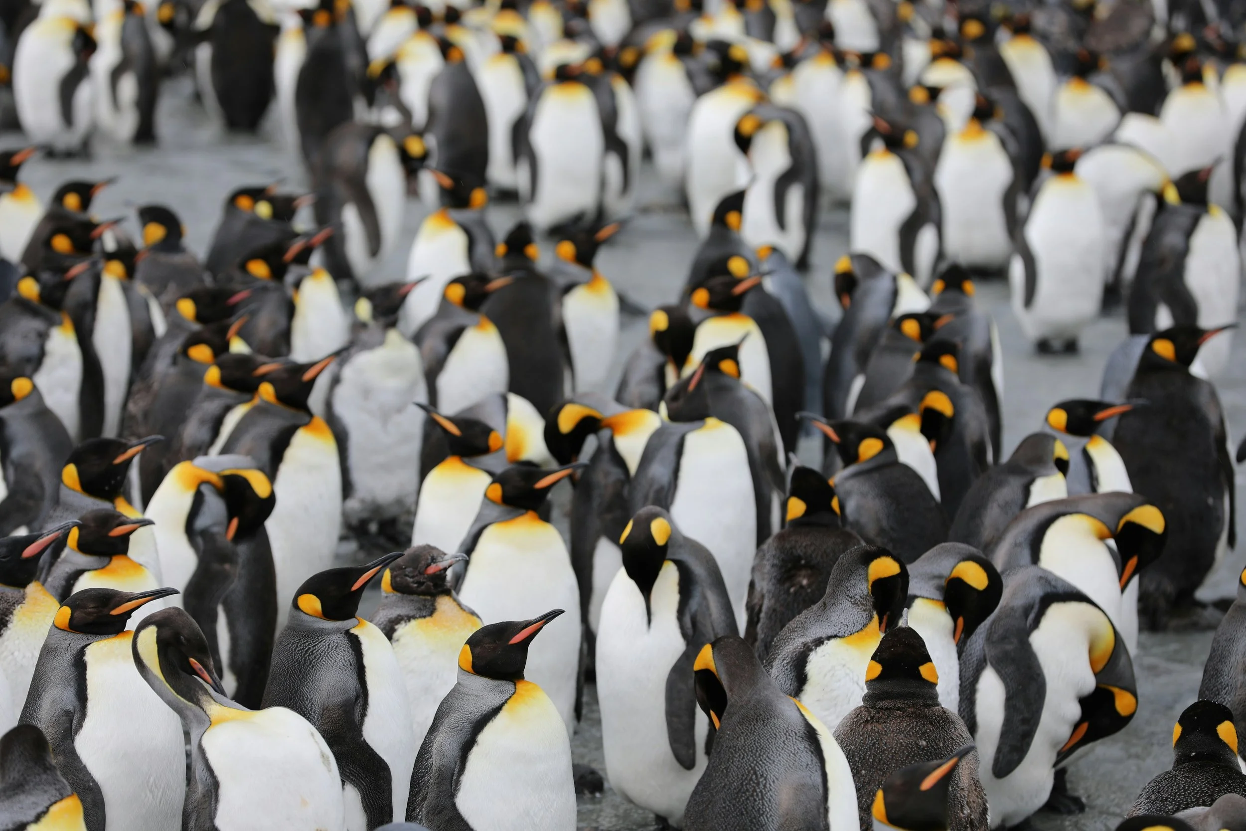 A large group of penguins, mostly adult males with black and white bodies and orange accents on their heads and necks, standing closely together on a snowy surface.
