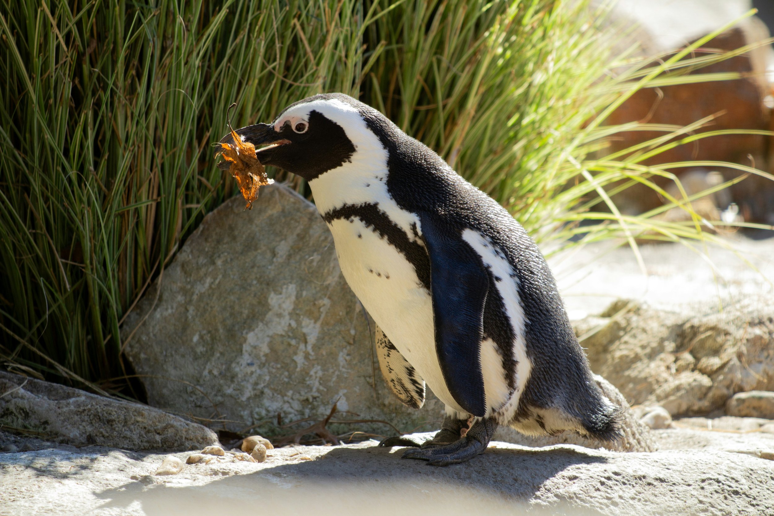 A penguin standing on rocky ground among tall grass, holding a leaf in its beak.
