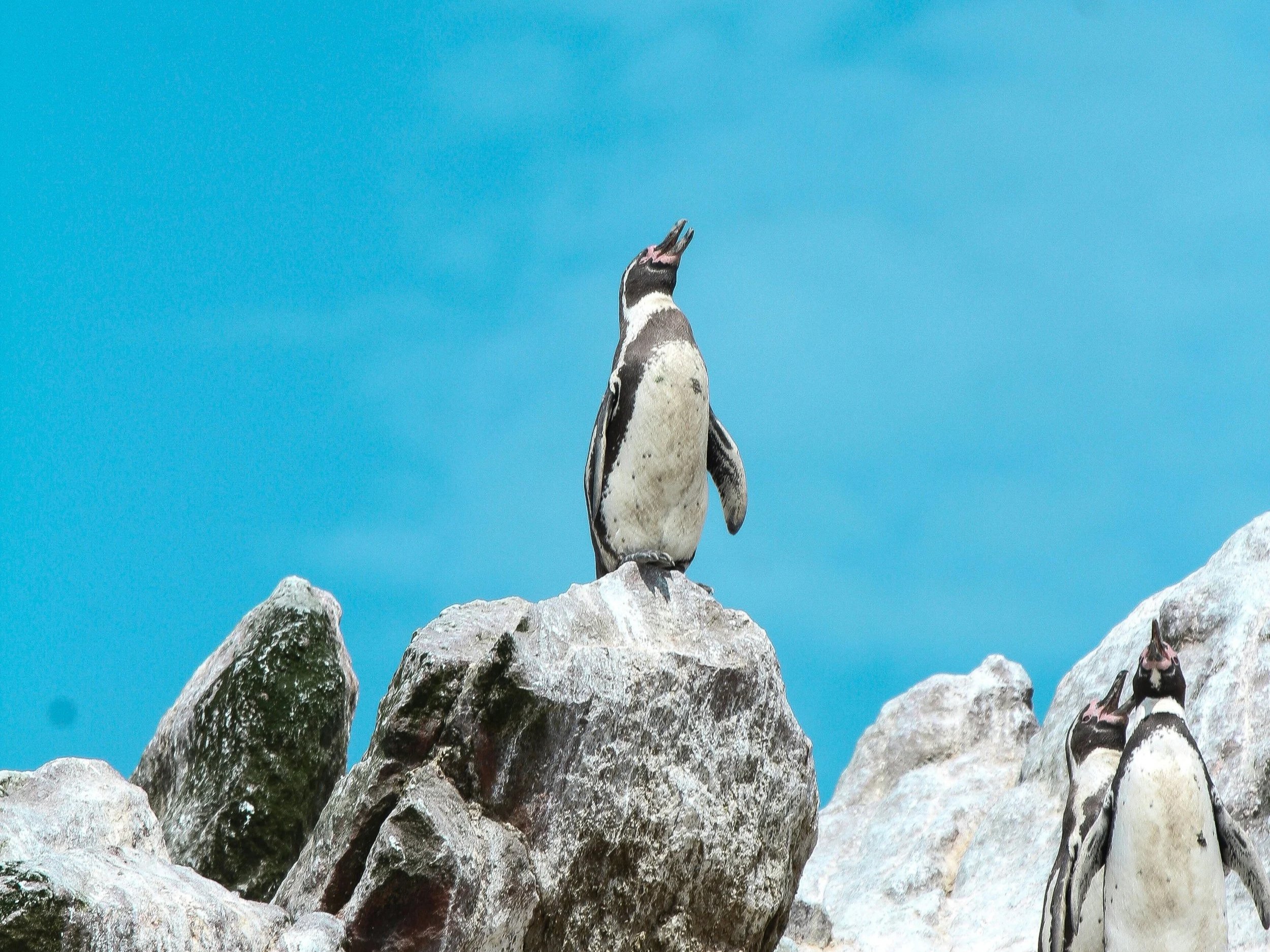 Penguins standing on large rocks with a bright blue sky in the background.