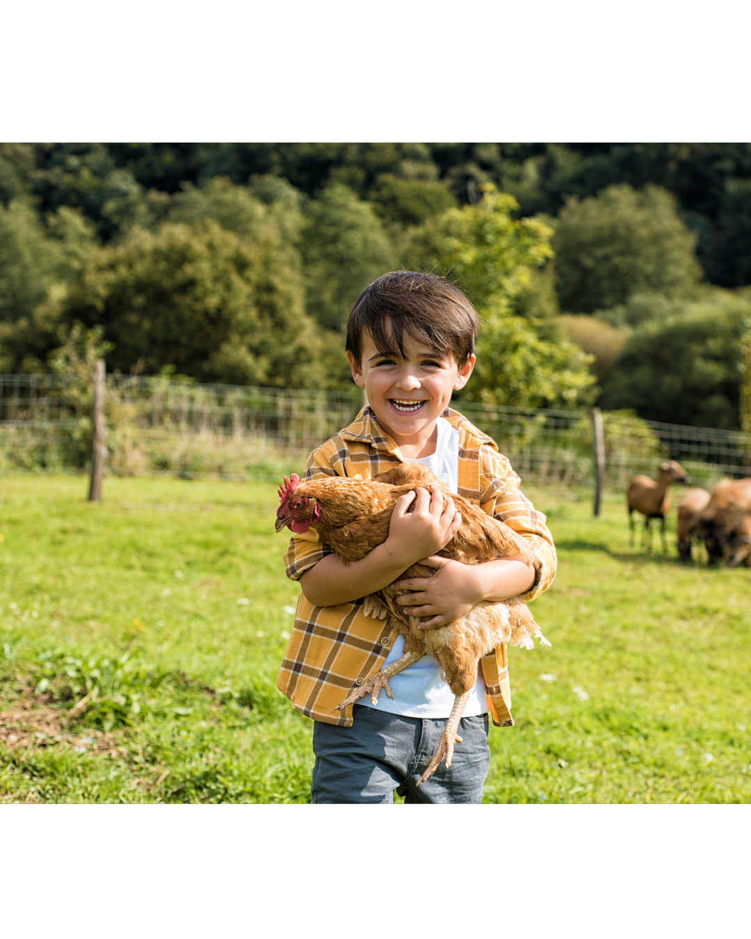 Young boy smiling outdoors on a farm, holding a chicken in his arms, with a green landscape and pasture with other animals in the background.