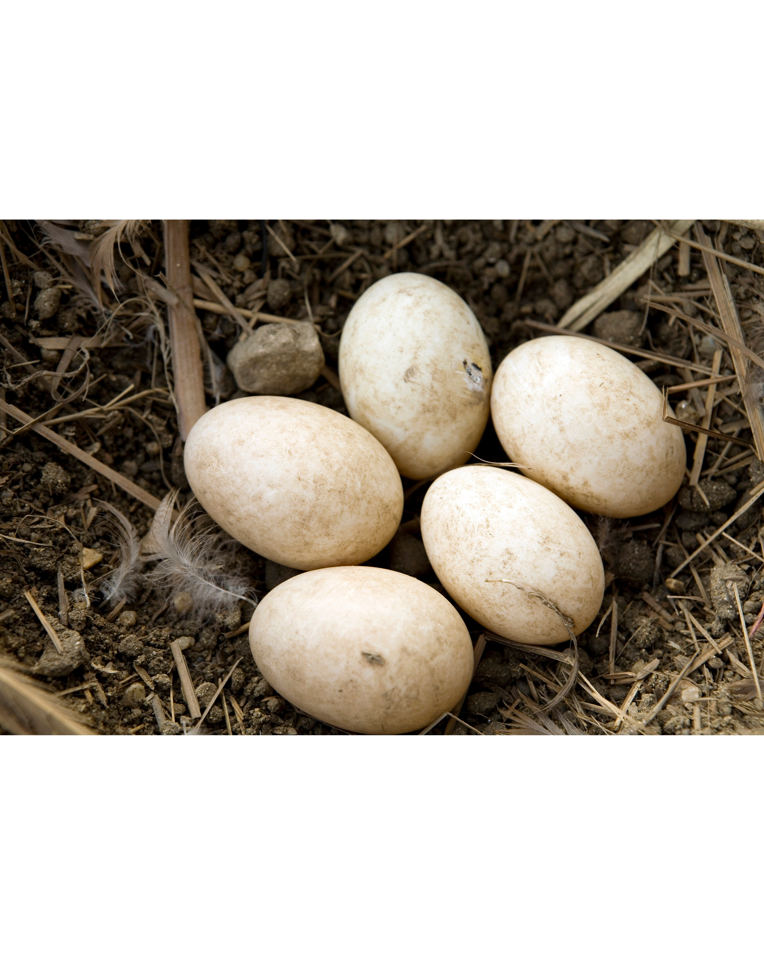 Six bird eggs nestled in dirt and dry grass.
