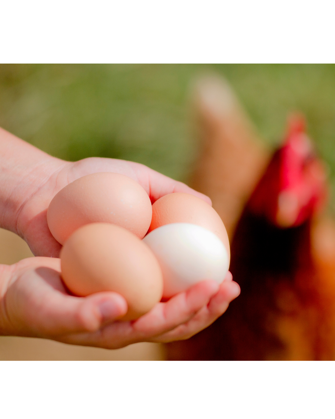 A person holding six eggs in their hands, with a blurred background of chickens and grass.