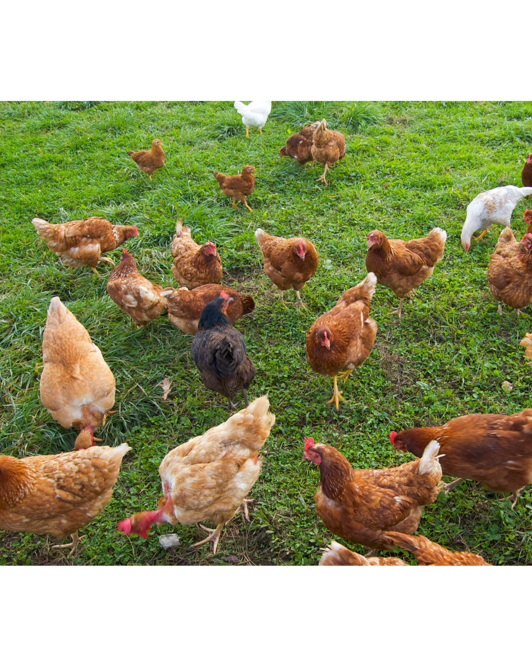 A group of chickens and chicks foraging on a green grassy field.