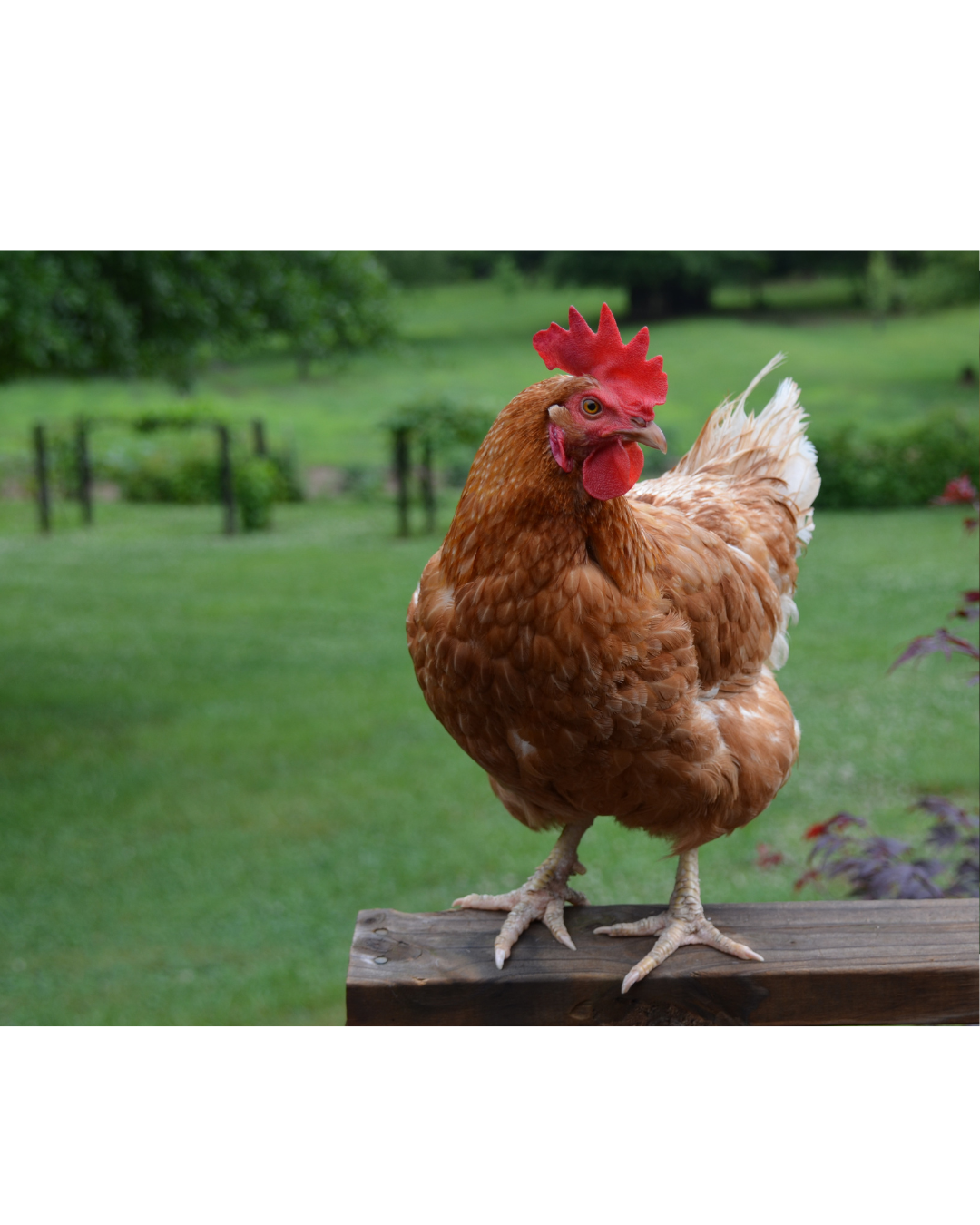 Brown hen standing on a wooden surface outdoors with green grass and trees in the background.