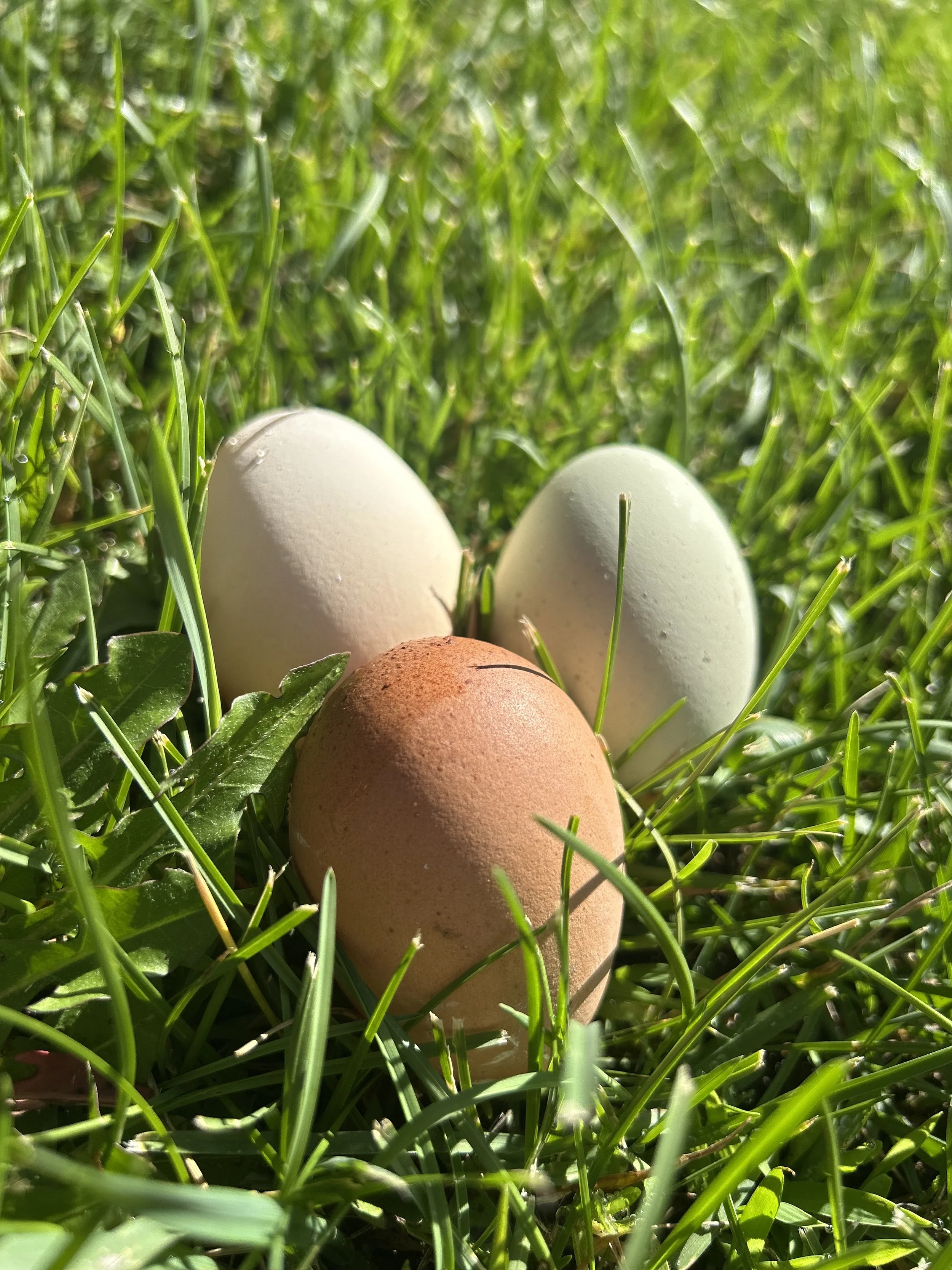 Three eggs lying in green grass, two white eggs behind a brown egg in the foreground.