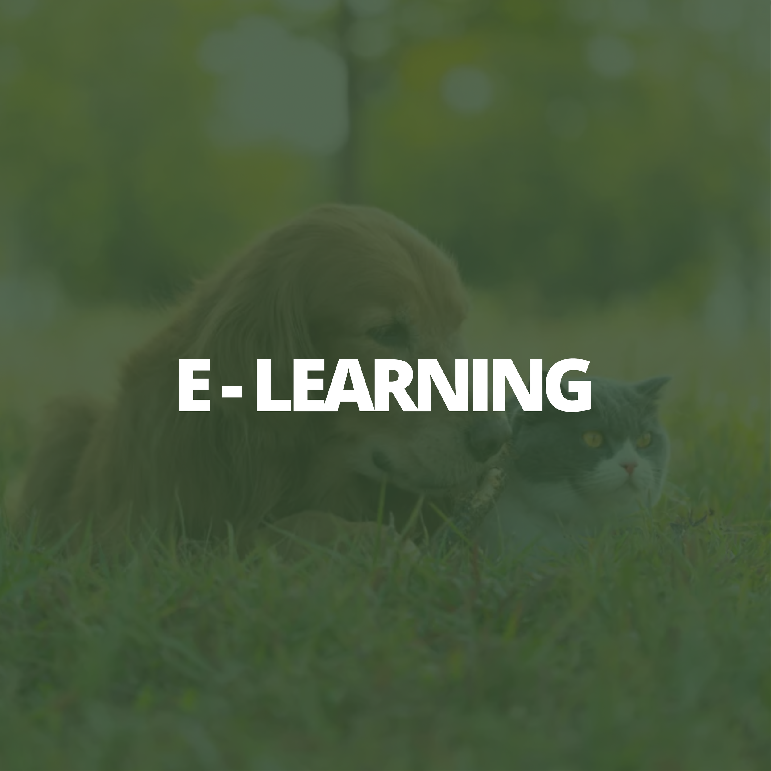 Formation en e-learning