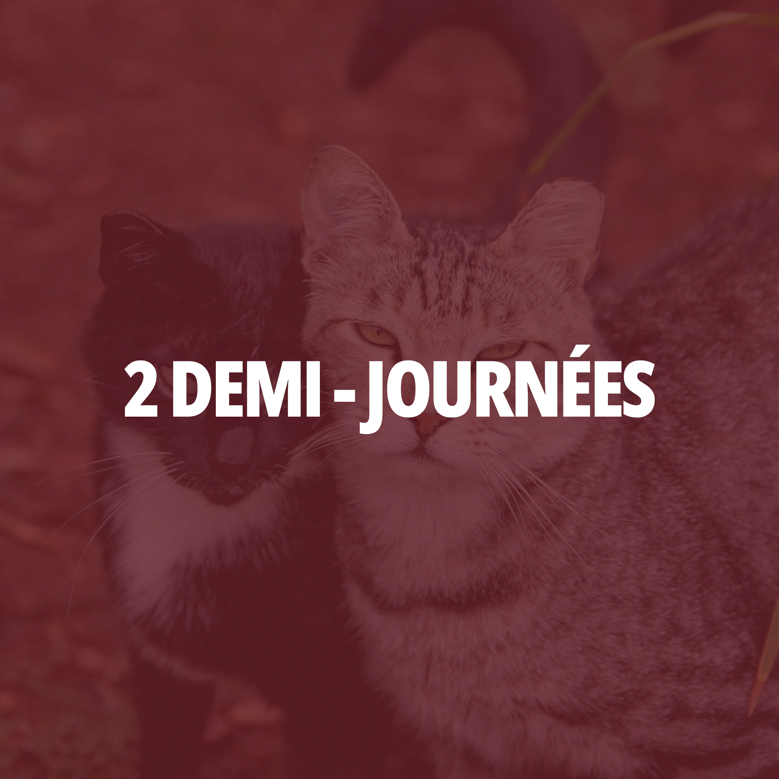 Formation demi-journées