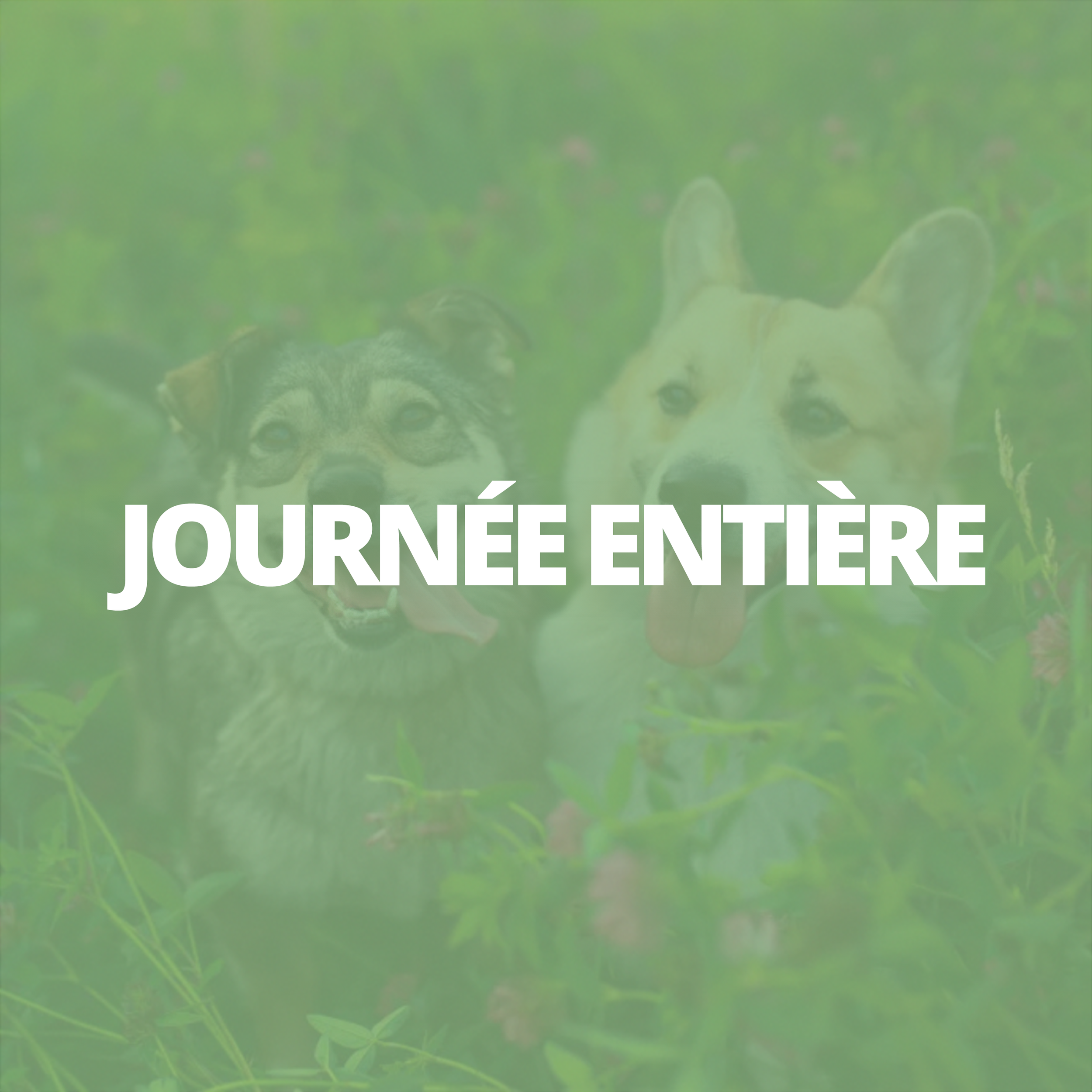 Formation journée entière (à Cani-from Beaucouzé)