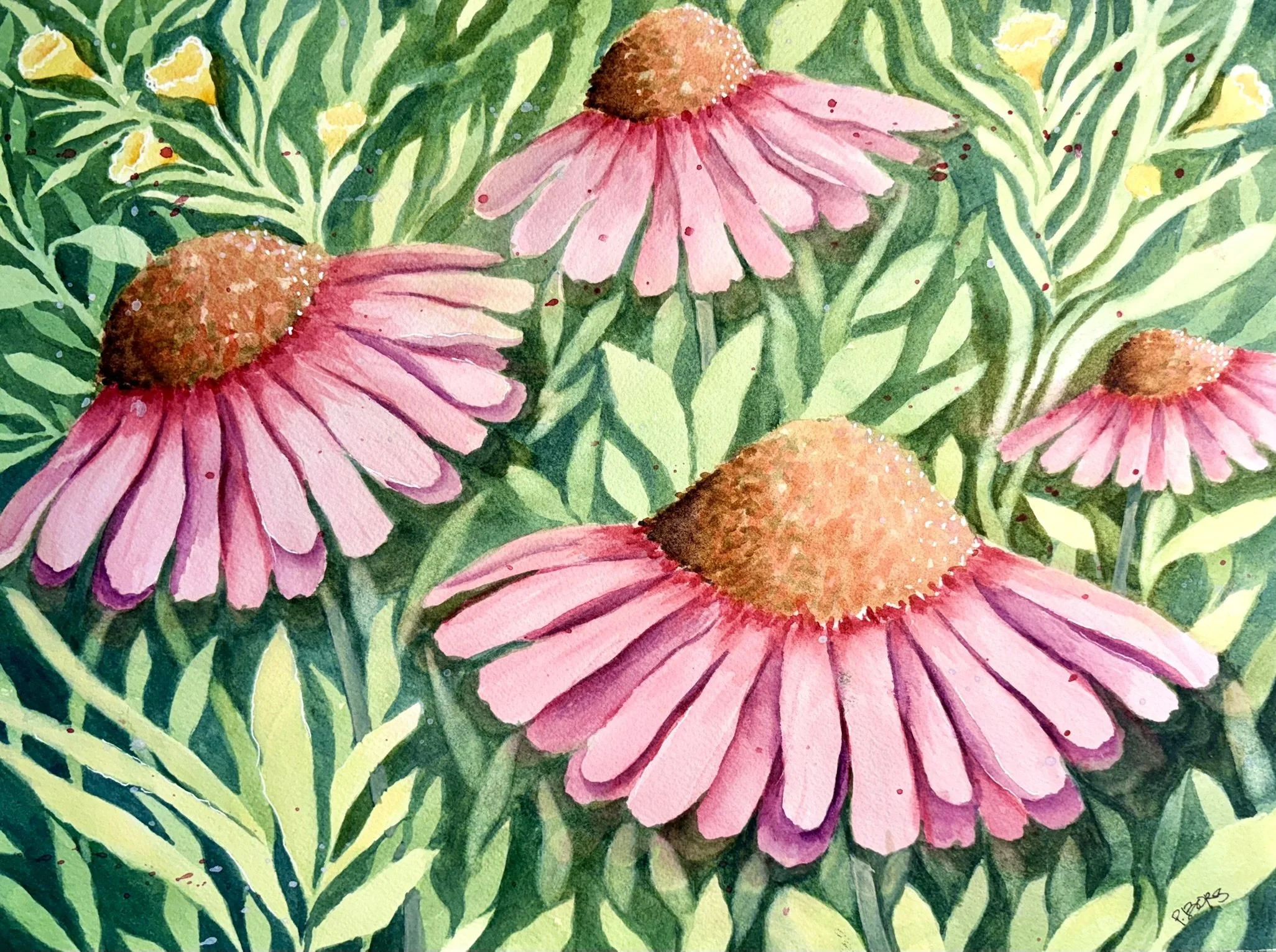 Coneflower Field - 11 x 15 watercolor; $125 unframed; $175 framed