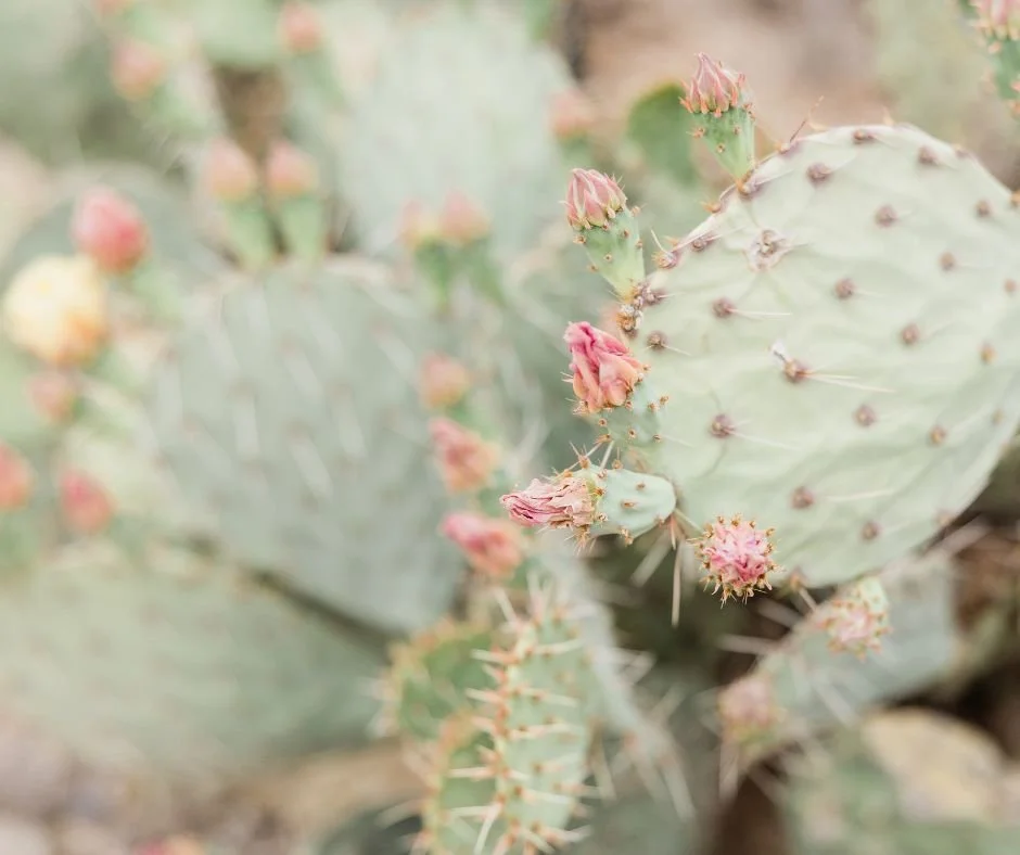 Close-up of a prickly pear cactus with green pads and pink flower buds.