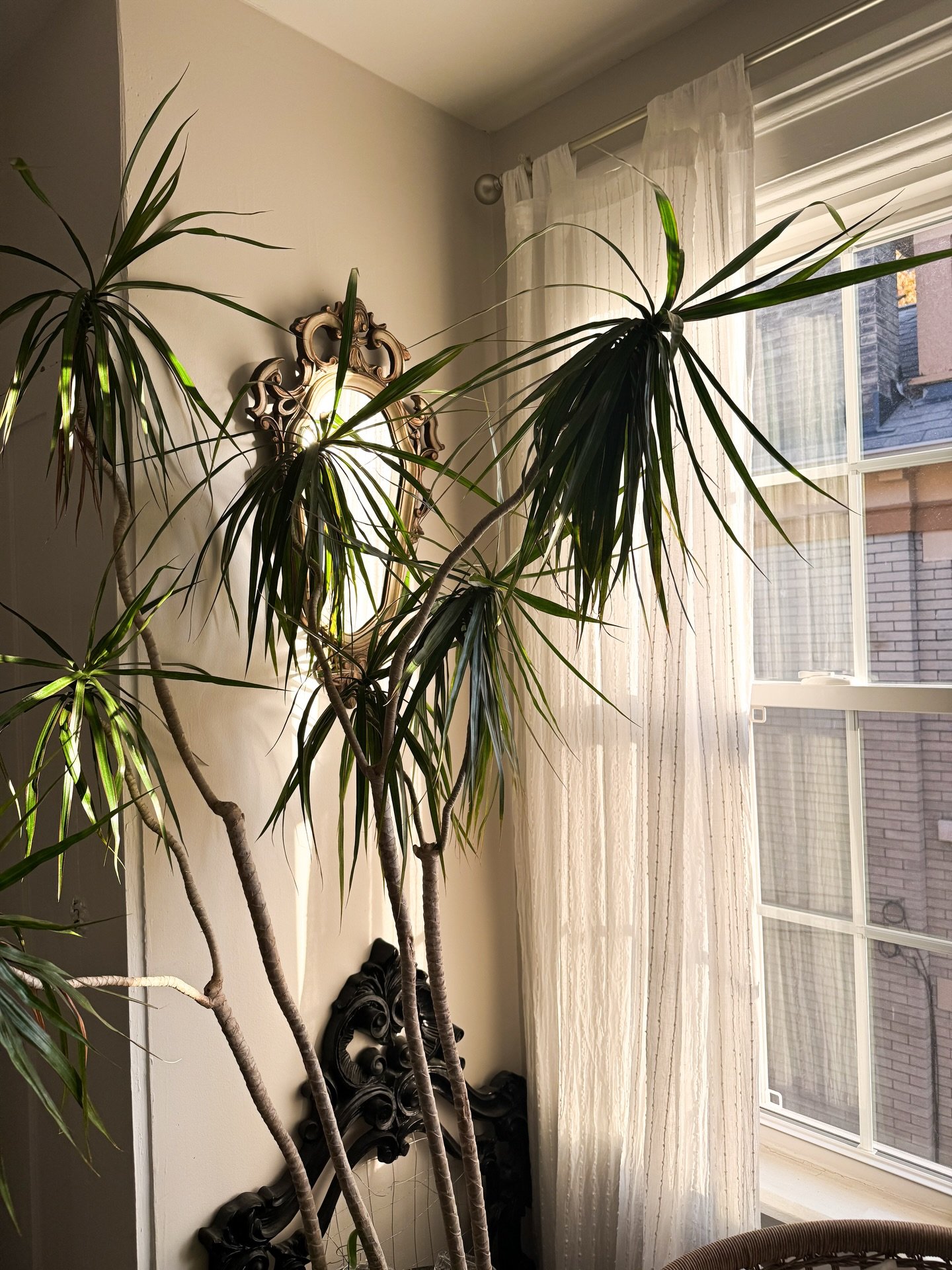 Leaning into any bit of sunshine 🌿
➖➖➖➖➖➖➖
Winter is for staying in, and for turning inside spaces into tiny tropical havens. Eggy here has been a staple in the Damewood office for years, he really brings the vibes! (Don&rsquo;t tell him he&rsquo;s 