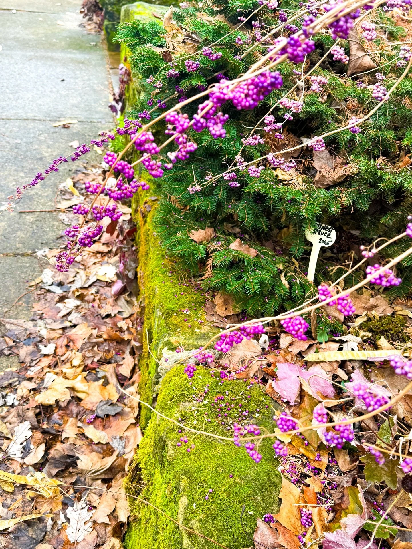 Natural inspiration 🪻
➖➖➖➖➖➖➖
A little greenery while we not-so-patiently await the end of snow season; this gorgeous color combination is so lively and rich it has us itching for the first spring bloom. 
➖➖➖➖➖➖➖
#columbusohio #asseenin614 #naturali
