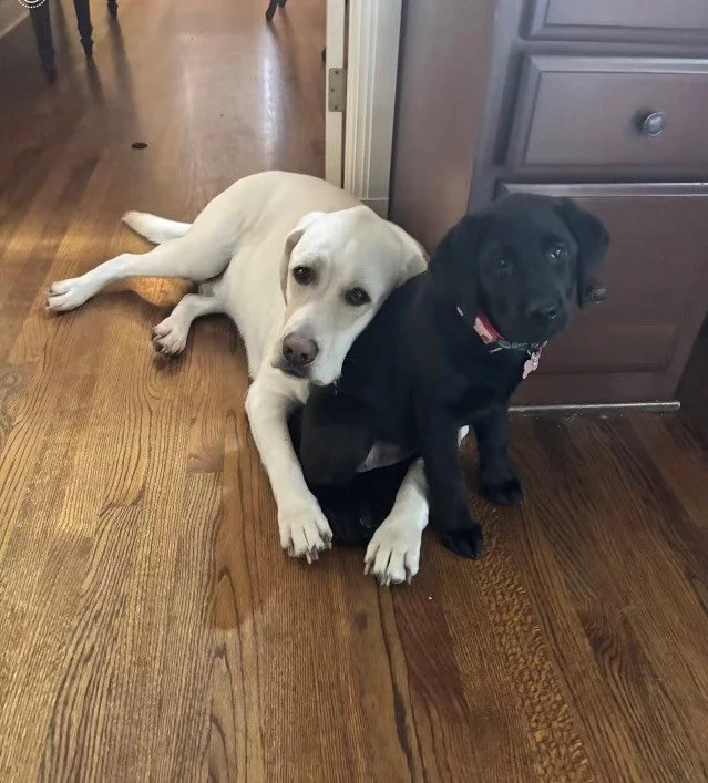 Bentley & Willow