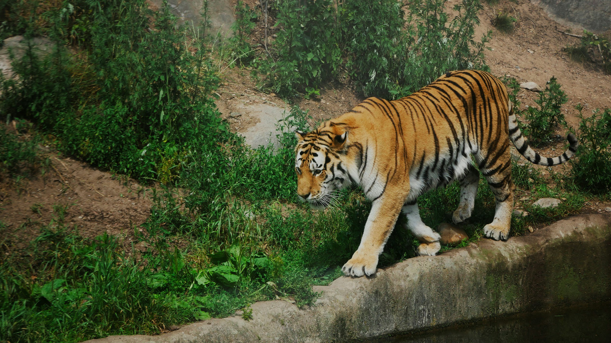 A tiger walking along a dirt path surrounded by green bushes and trees.