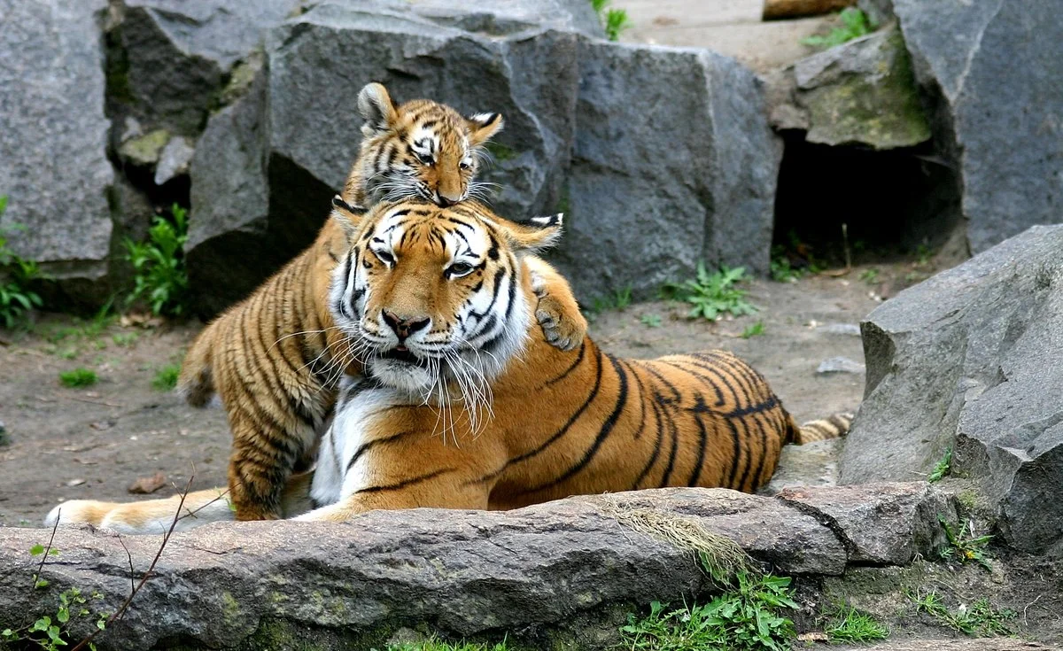 A tiger and a lion cub together, with the cub standing on the lion's back, surrounded by rocks and greenery.