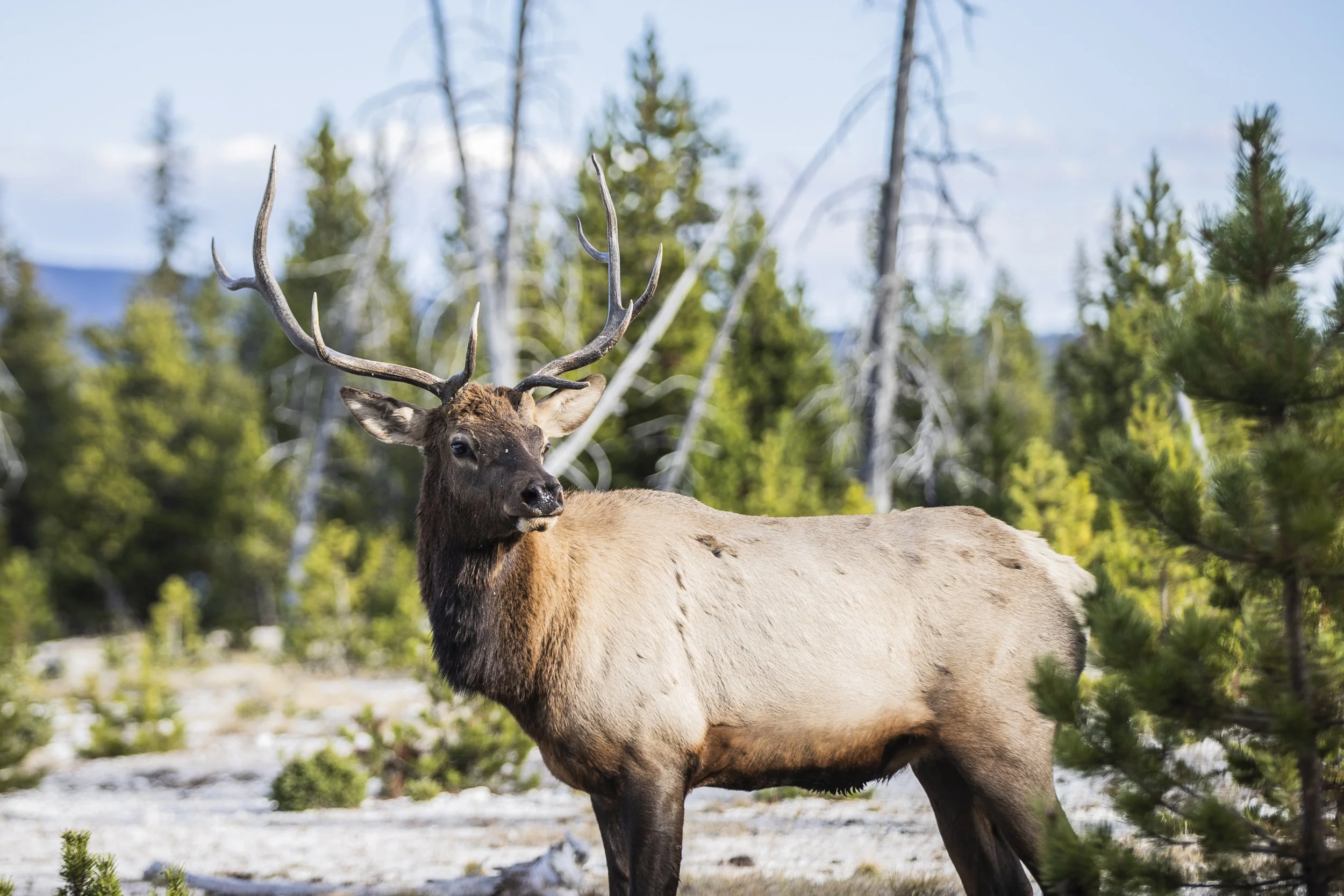 2021103_yellowstone2_2247.jpg