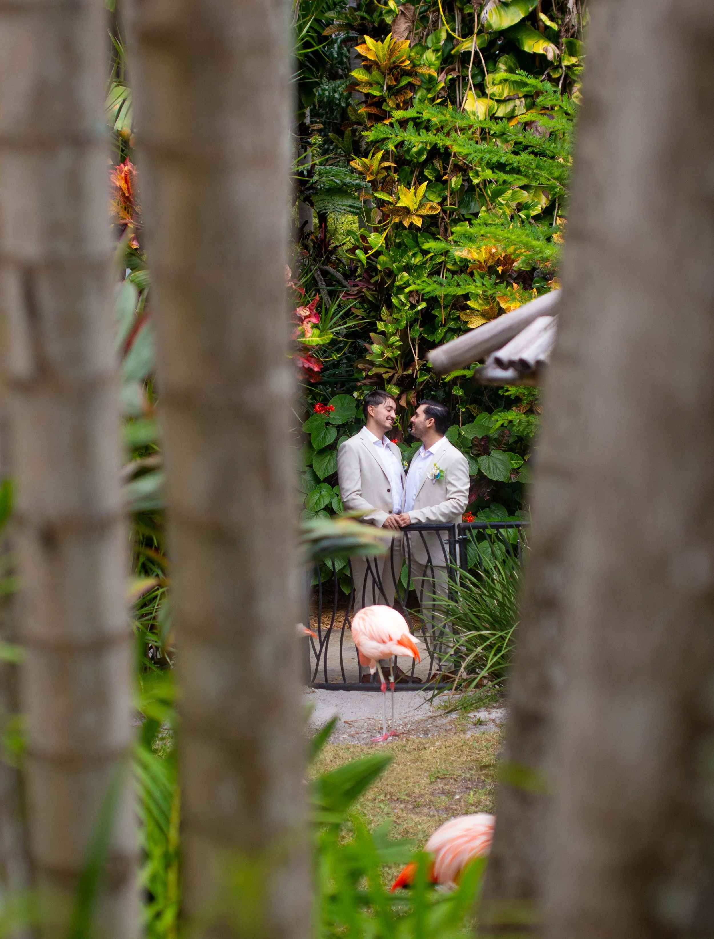 Two men in suits holding hands and facing each other, standing by a black fence in a lush, green garden with tropical plants and two flamingos nearby.