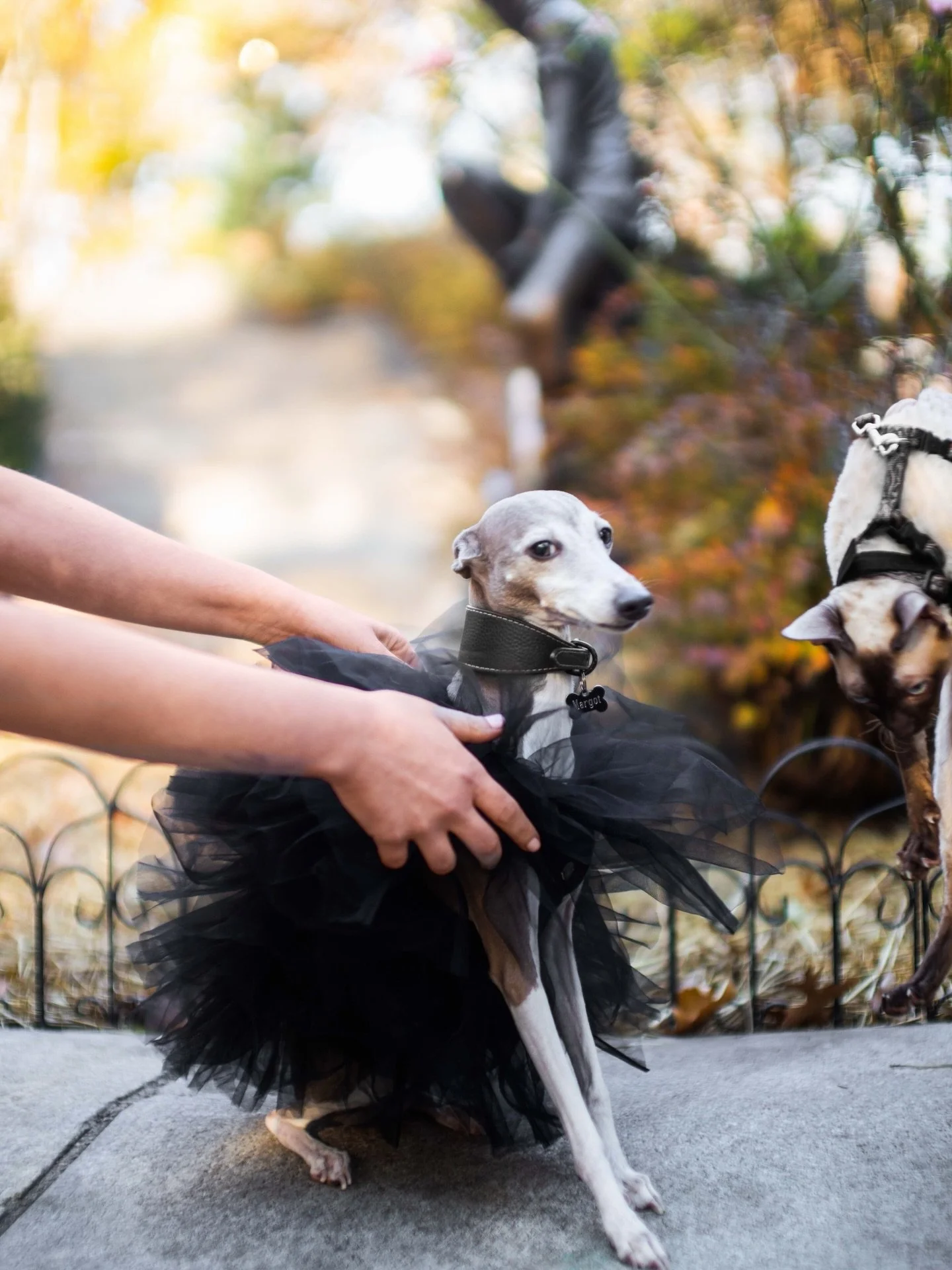 HIGHLY recommend taking photos with your cat and dog to commemorate your elopement 🥰 

After eloping in Brooklyn, Amy and Parker wanted to document their day with their insanely cute pets, Nolan and Margot, in Carl Schurz Park on the Upper East Side