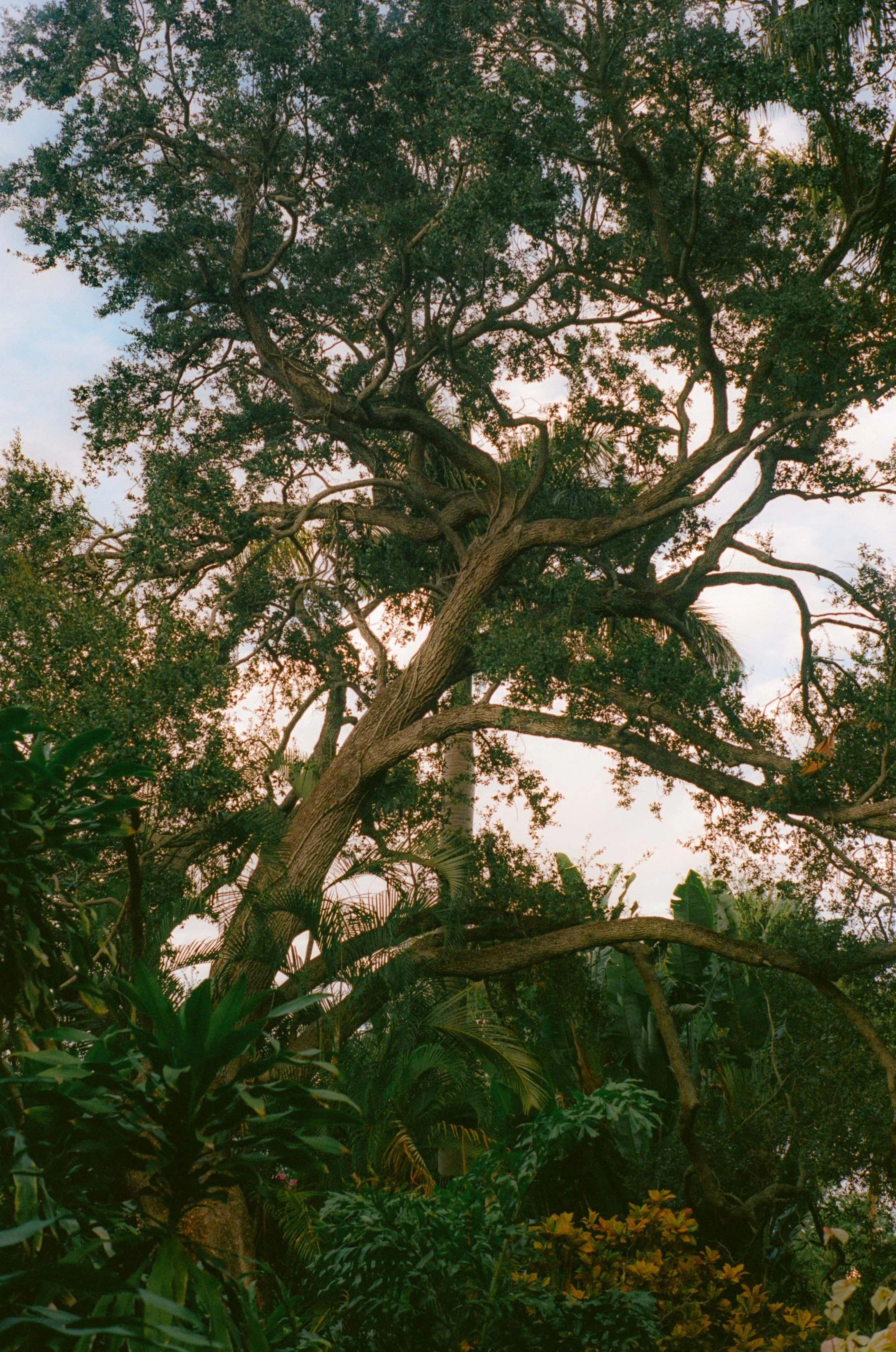 Tall tree with sprawling branches and lush green foliage in a tropical garden during sunset