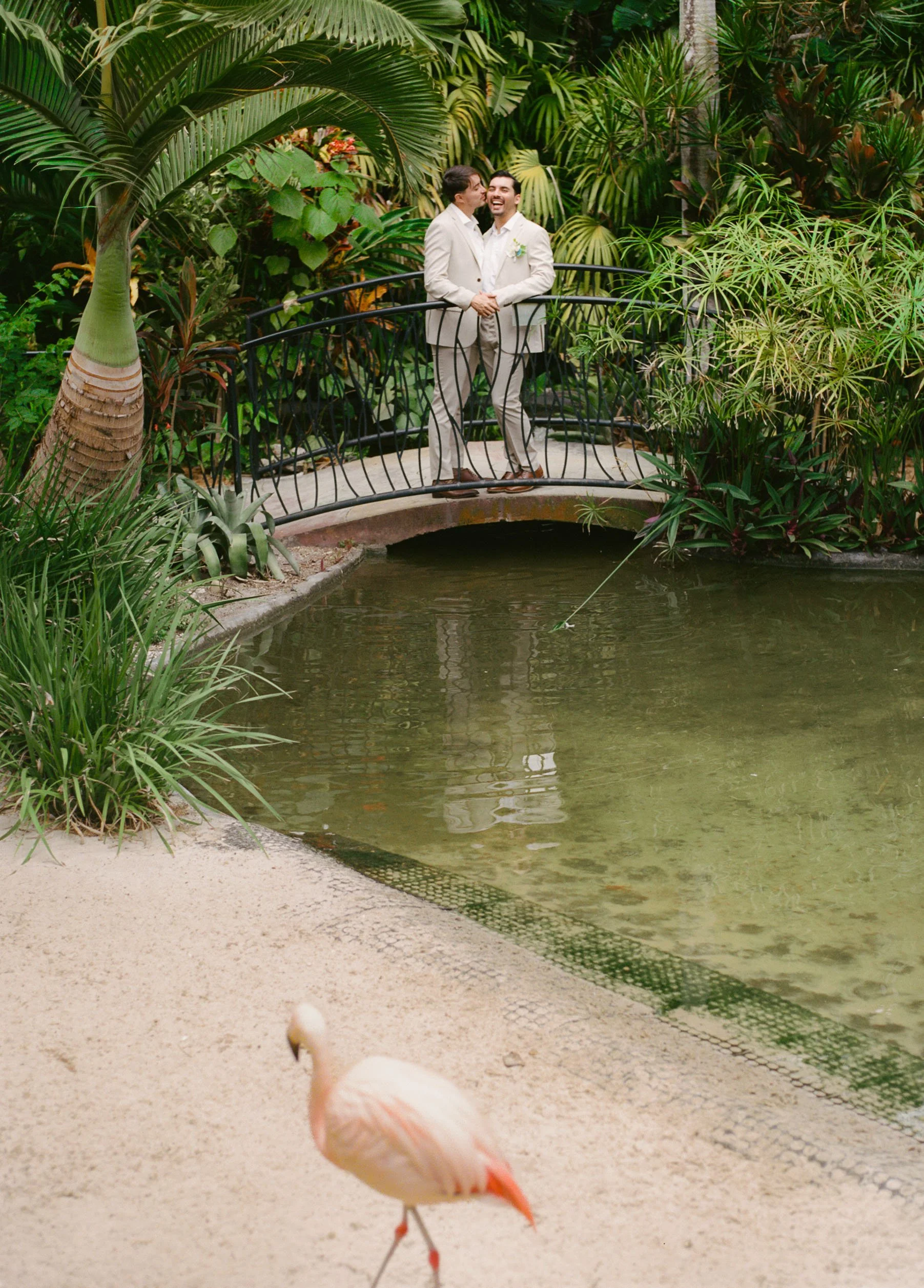 Two men dressed in light-colored suits sharing a joyful moment on a small arched bridge over a pond in a lush, tropical garden with various green plants. A flamingo stands on the sandy edge of the pond in the foreground.