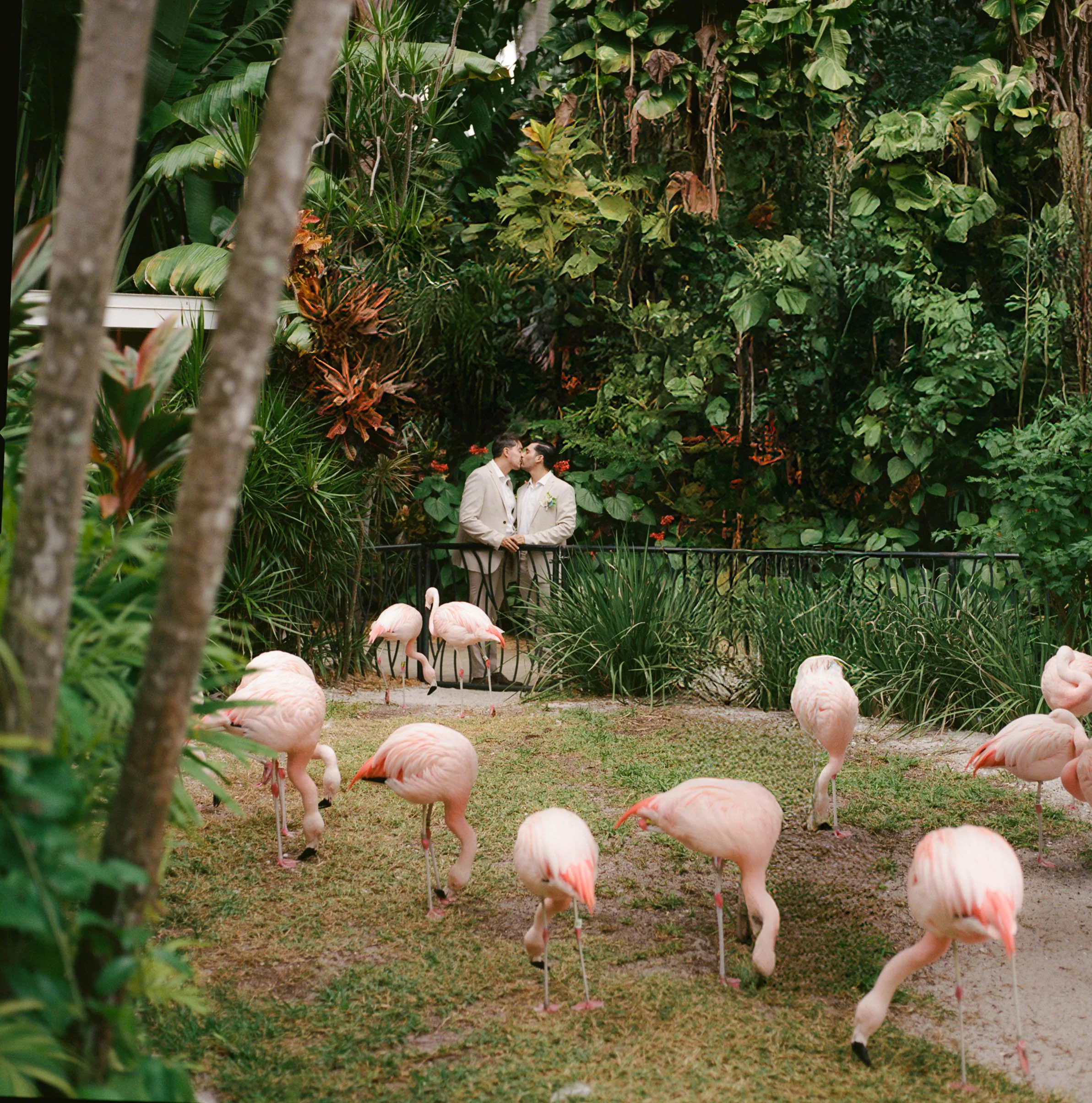 Two men in beige suits sharing a kiss on a small bridge in a lush tropical garden filled with large green leaves and flowering plants, with a group of pink flamingos grazing on the grass in the foreground.