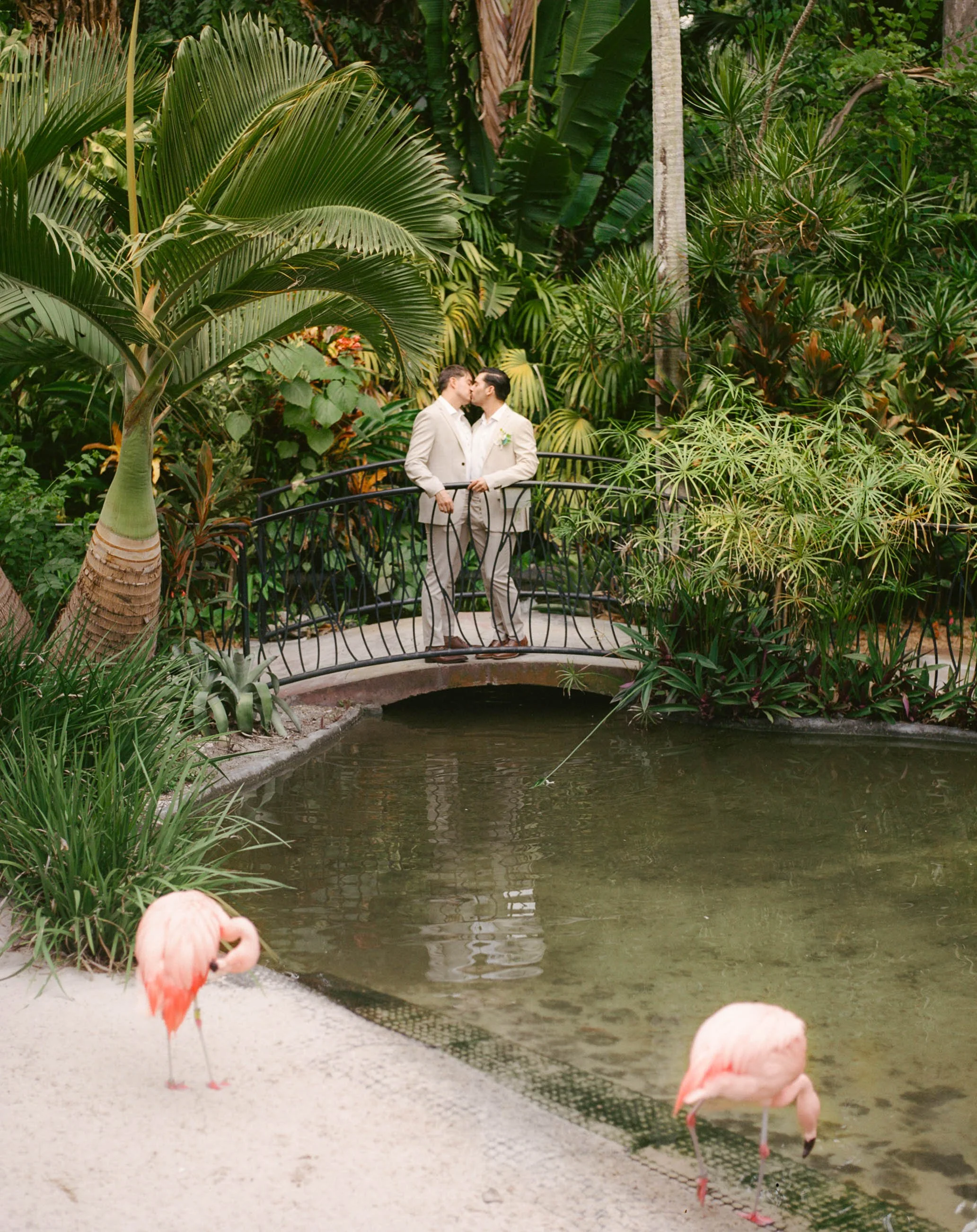 Two men in light-colored suits stand on a small bridge in a lush tropical garden, sharing a kiss. The garden features large palm leaves, various green plants, and a pond with two pink flamingos standing at the water's edge.