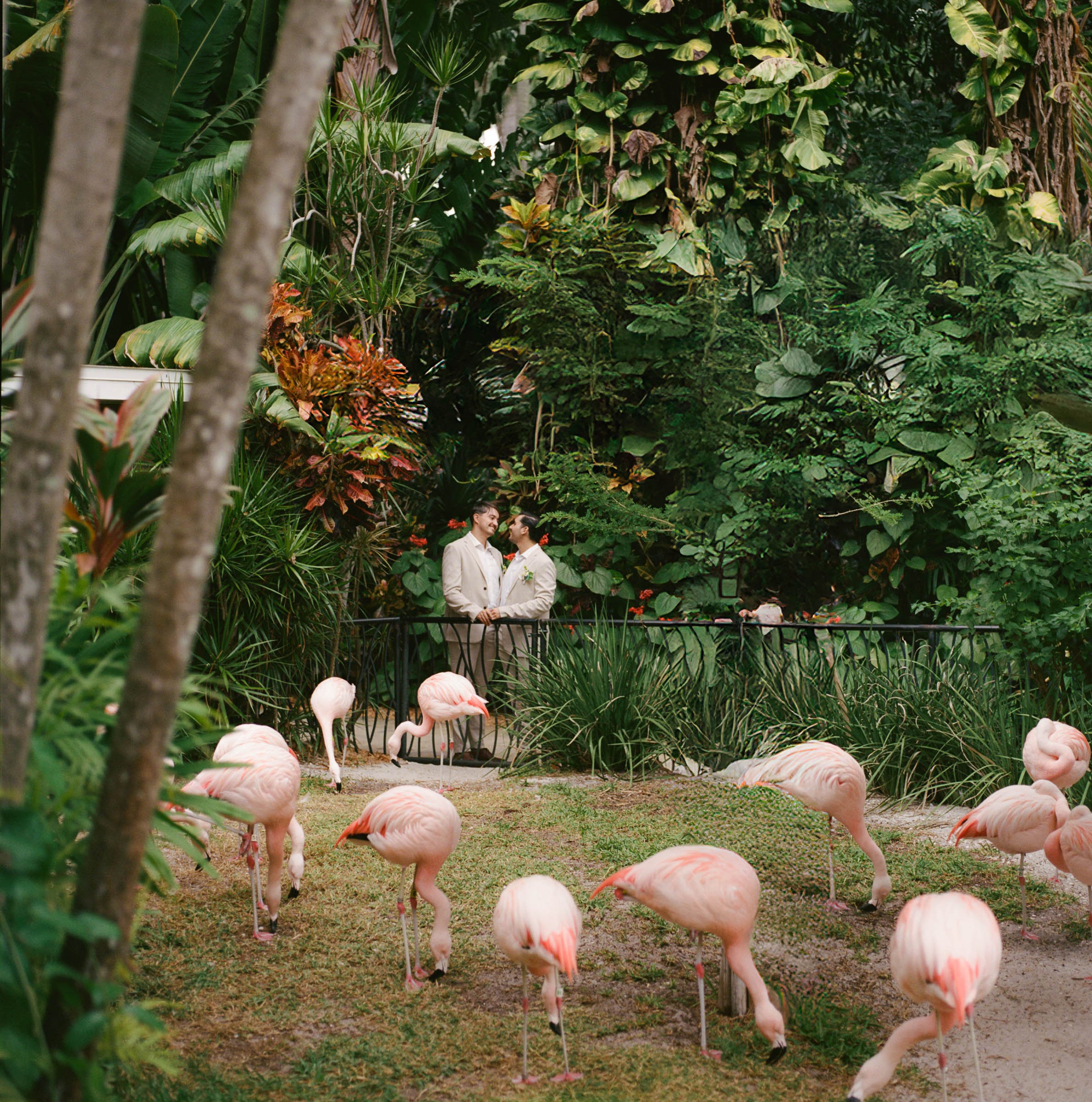 Two men in formal suits stand on a viewing platform in a lush tropical garden, surrounded by various green plants and trees. Several pink flamingos are grazing on the grass in the foreground.