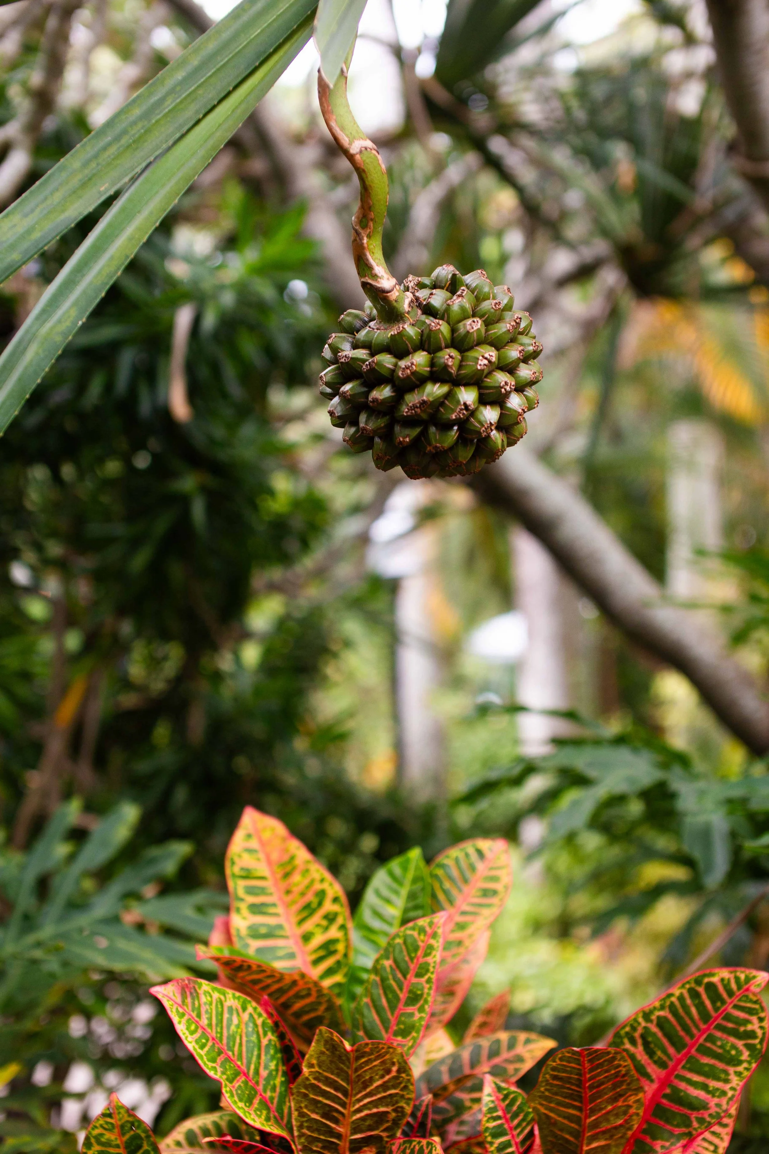 A green, spiky fruit hanging from a branch above colorful red and green leaves in a lush garden setting.