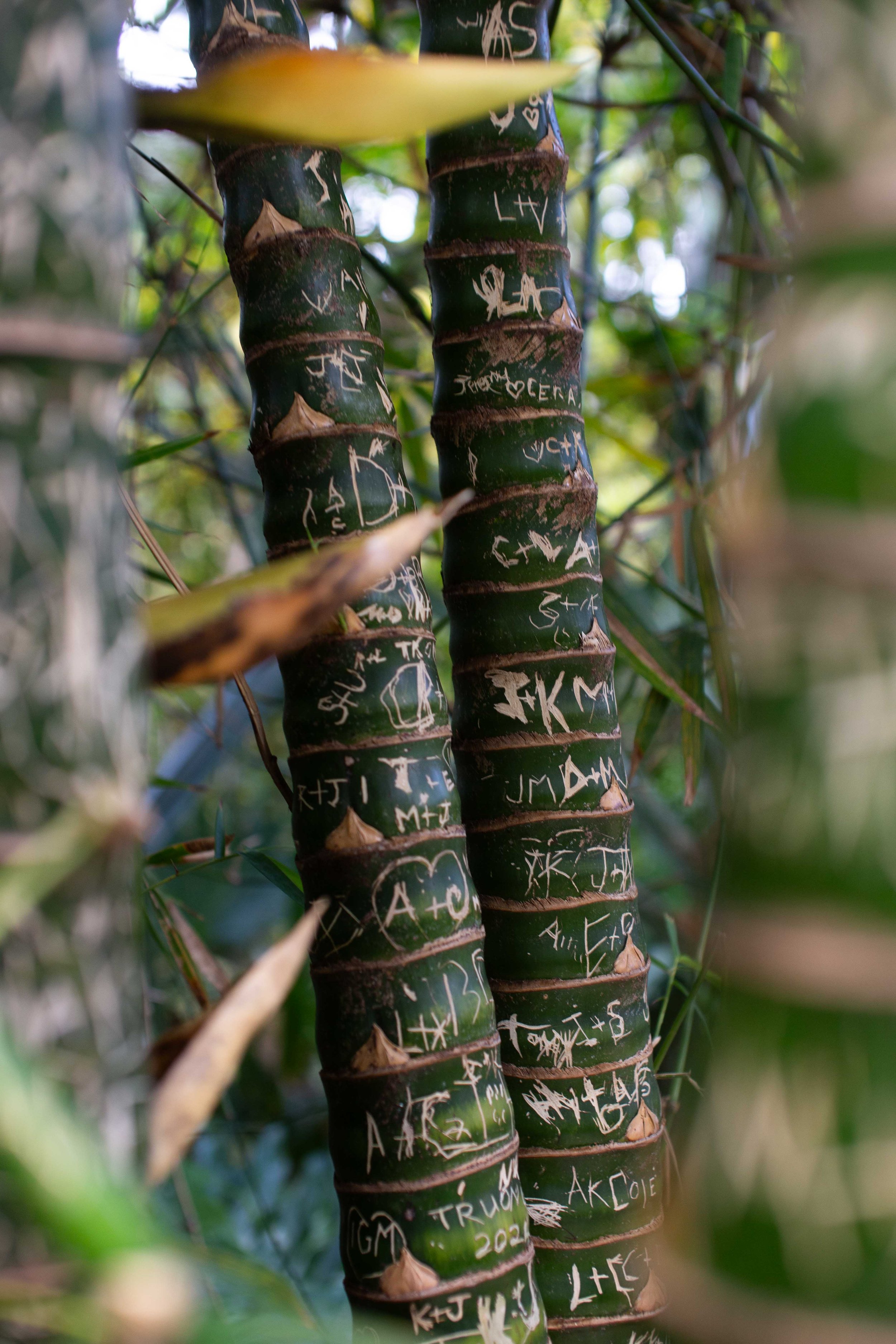 Two tree trunks with green bark, covered in white carvings, surrounded by leaves.
