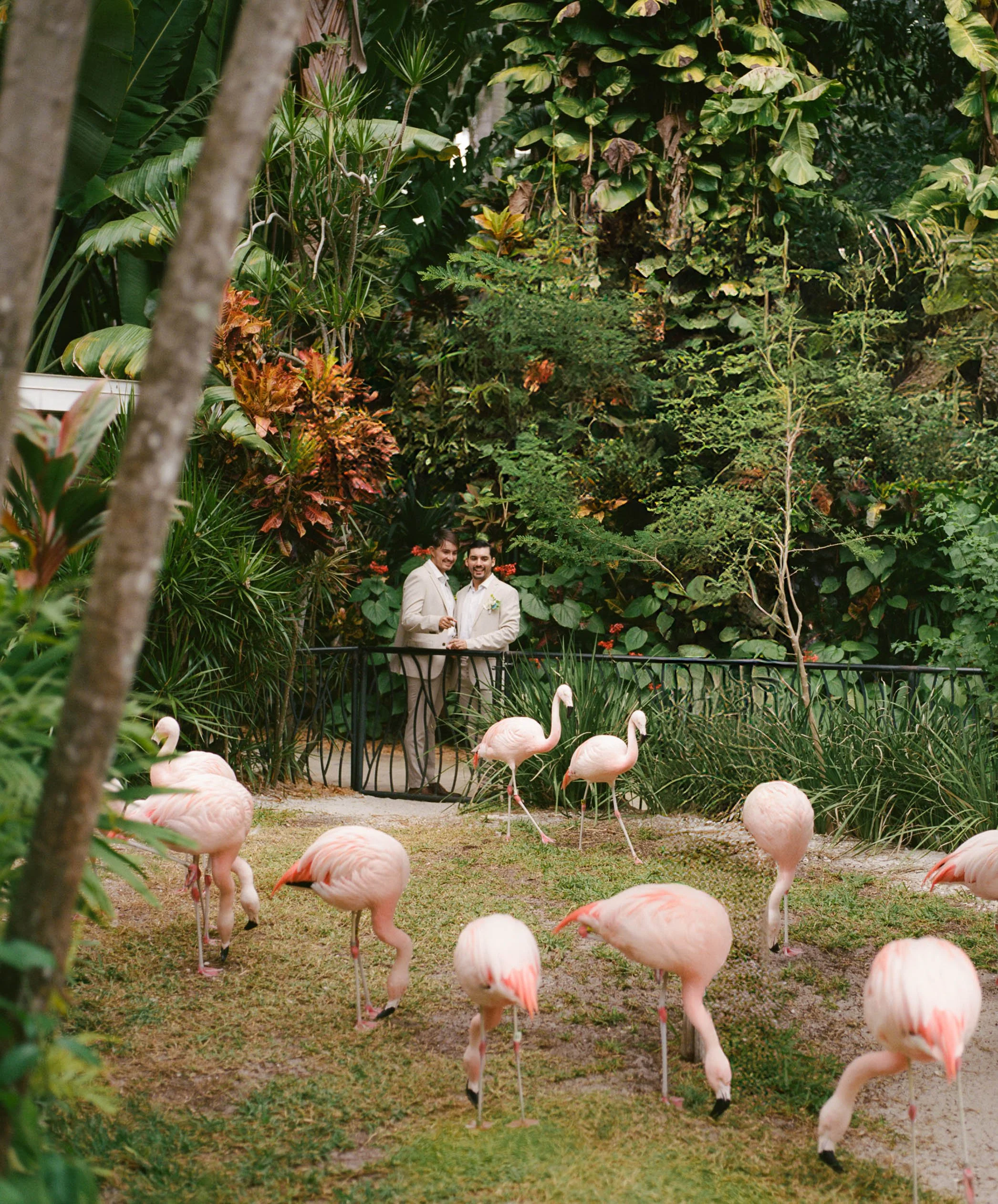 Two people in suits standing on a bridge surrounded by lush green tropical plants and pink flamingos on the ground.