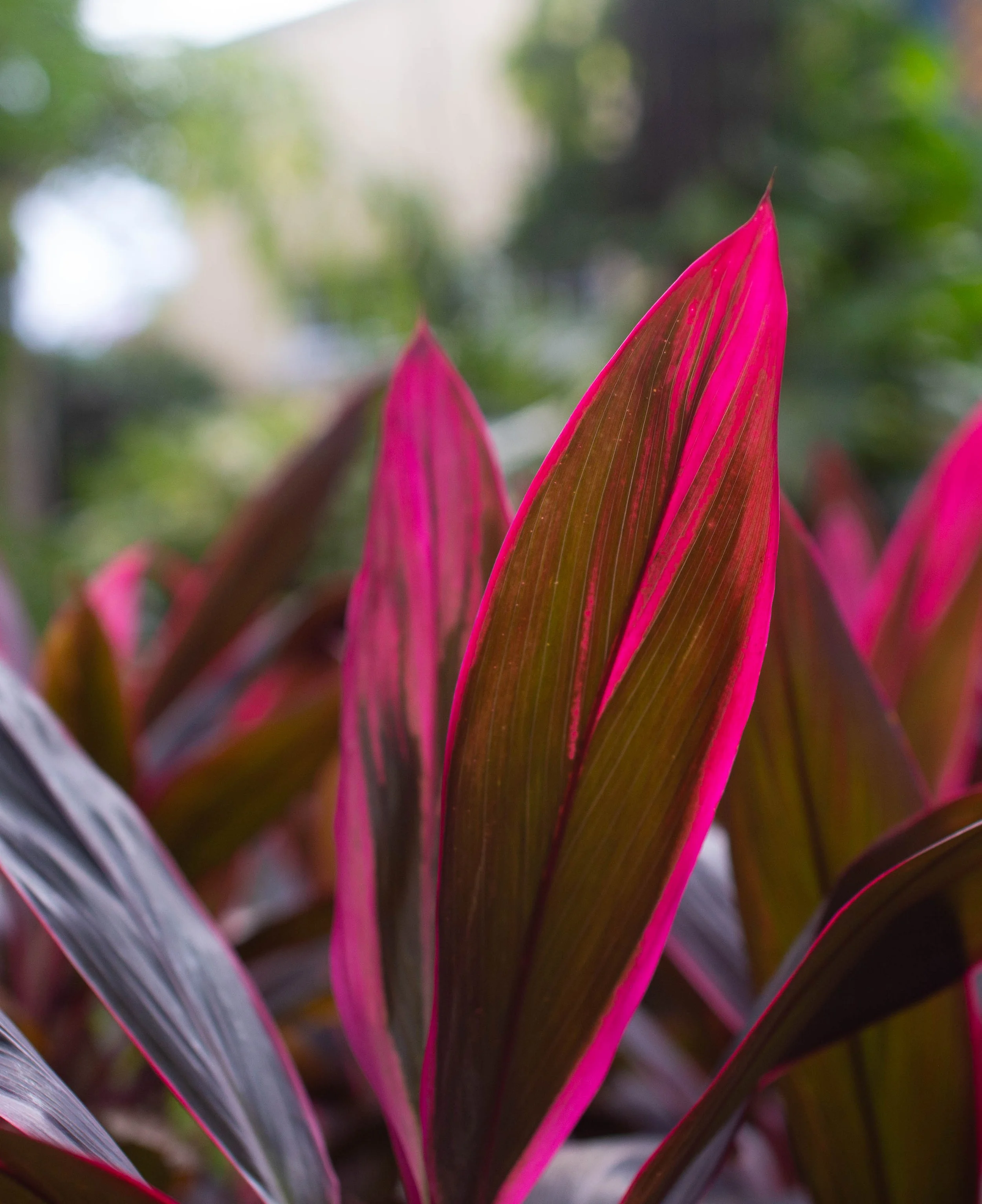 Close-up of brightly colored pink and brown leaves with green background.