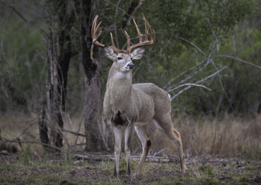 Screenshot 2025-08-05 at 8.00.48 PM.png