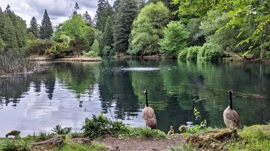 Laurelhurst Park is a 31 acre park in East Portland with a large duck pond in the middle. It’s perfect for a casual stroll in a serene place.