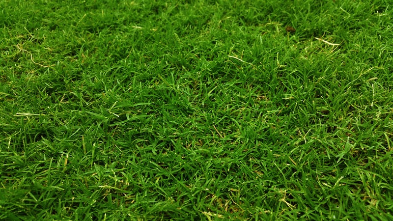 Close-up of green grass blades covering the ground