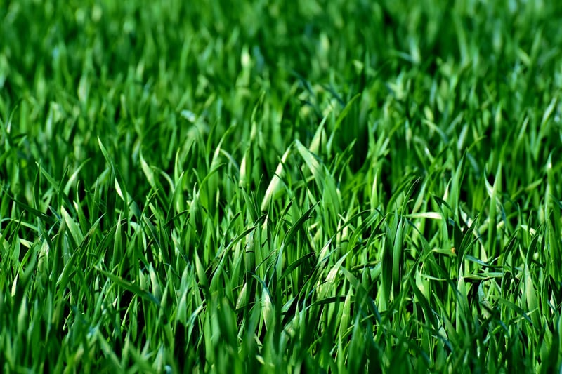 Close-up of lush green grass in a field.