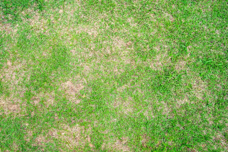 Close-up of a patchy lawn with areas of green grass and patches of dirt.