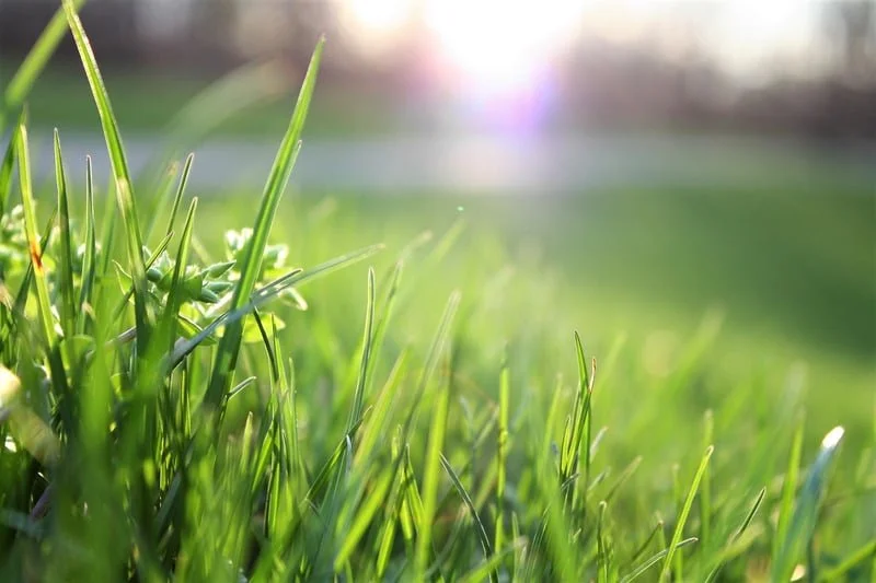 Close-up view of green grass with sunlight in the background.