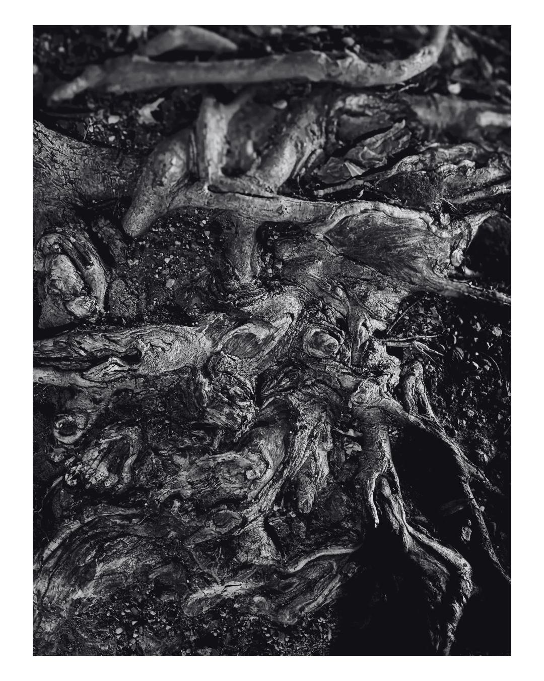 Close-up of twisted, gnarled tree roots in black and white