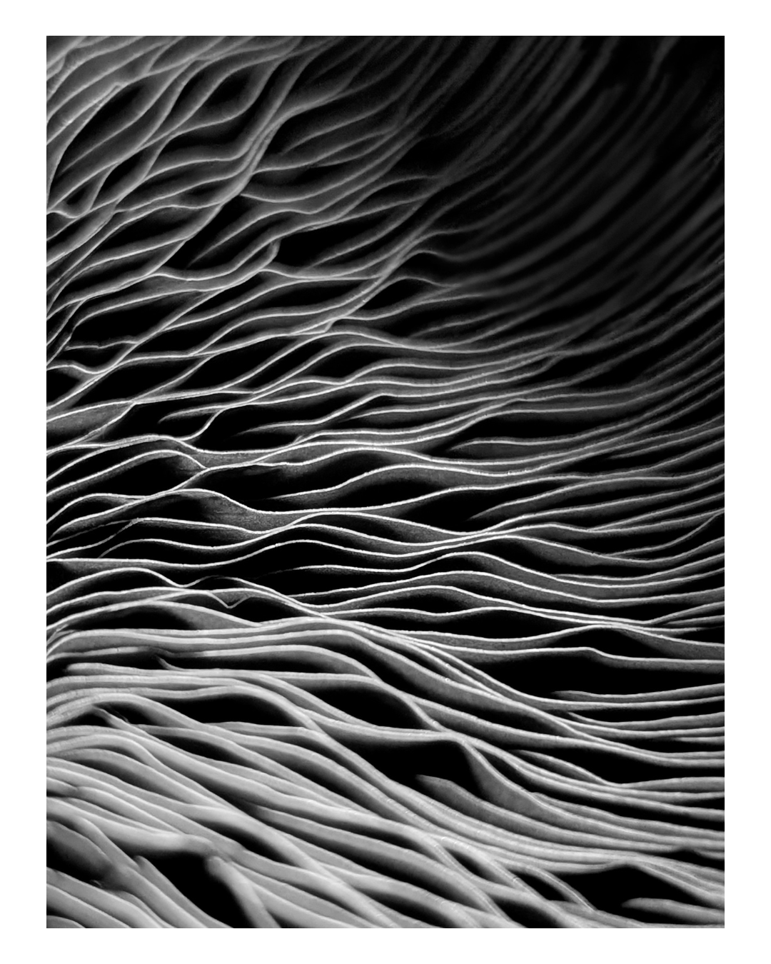 Close-up of layered, wavy, black and white paper or cardboard sheets.